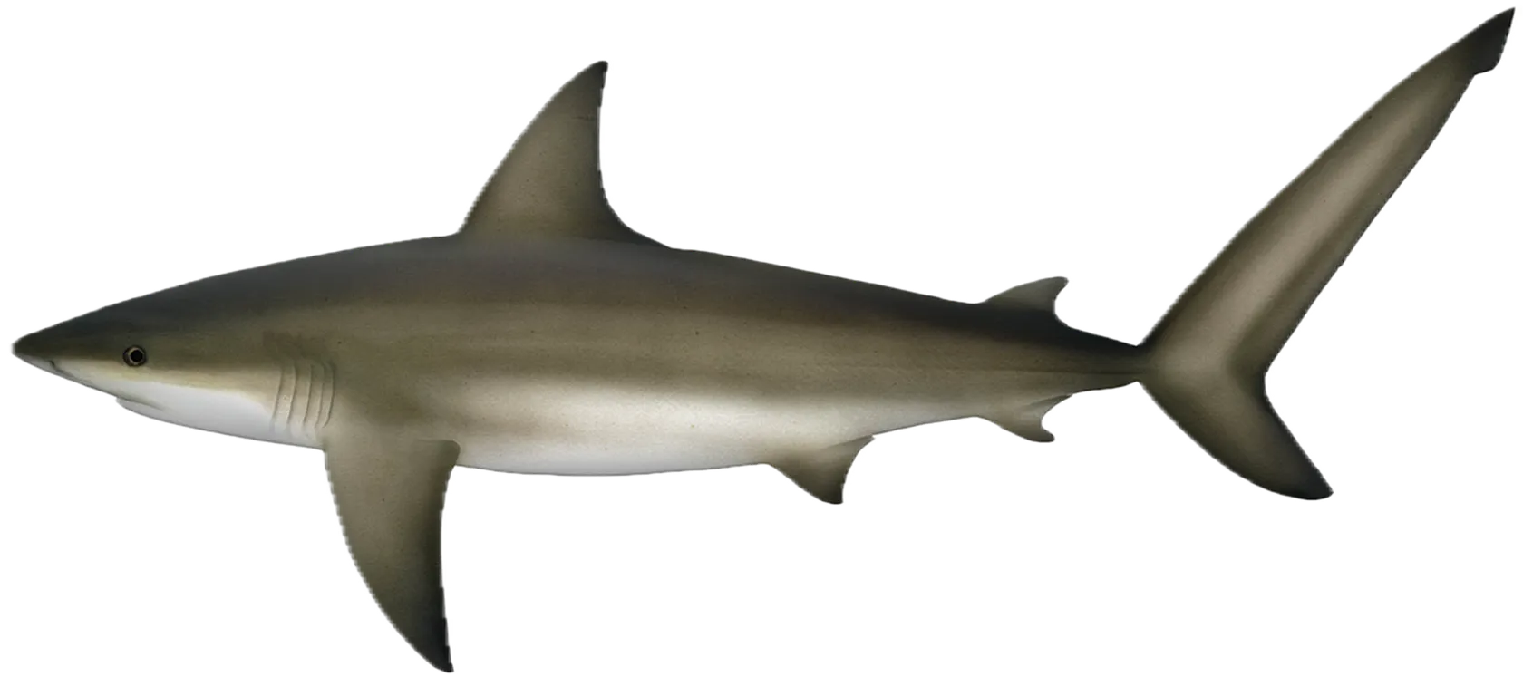 Copper shark