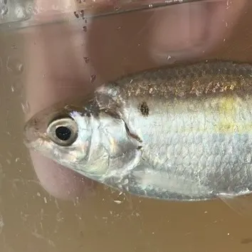 The most recent Threadfin shad catches on Fishbrain