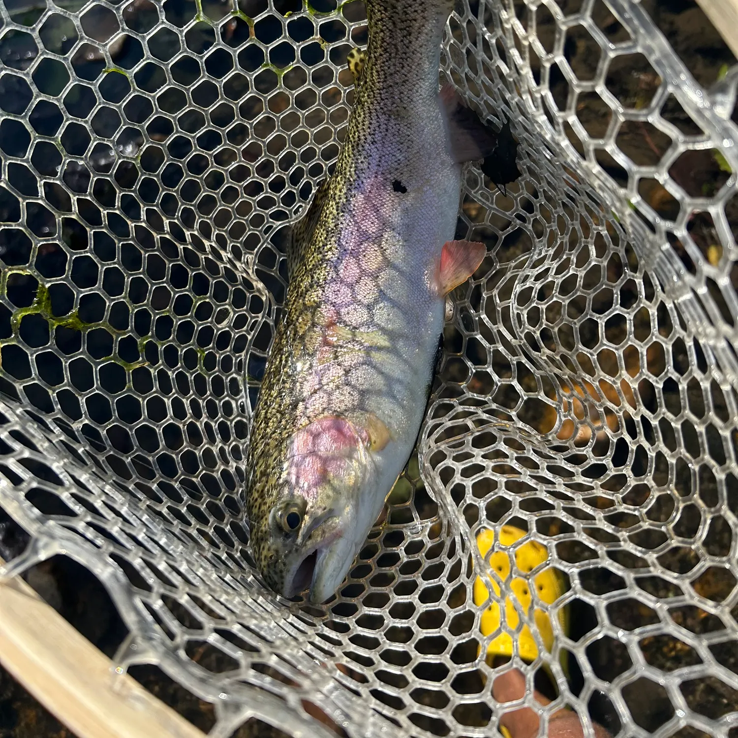 Rainbow trout caught on Fishbrain