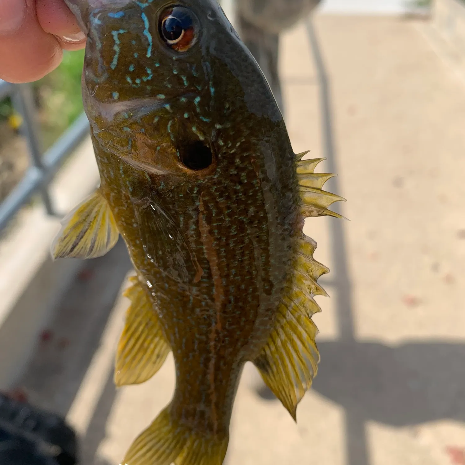 Green sunfish caught on Fishbrain
