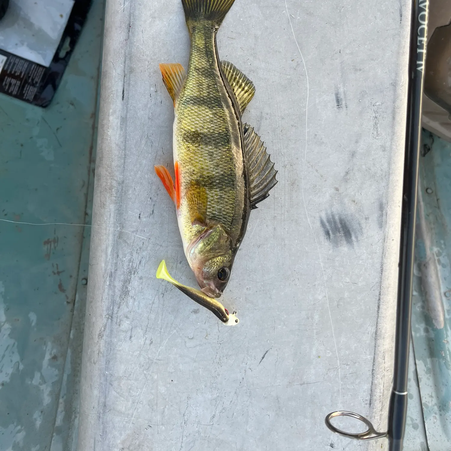 Yellow perch caught on Fishbrain