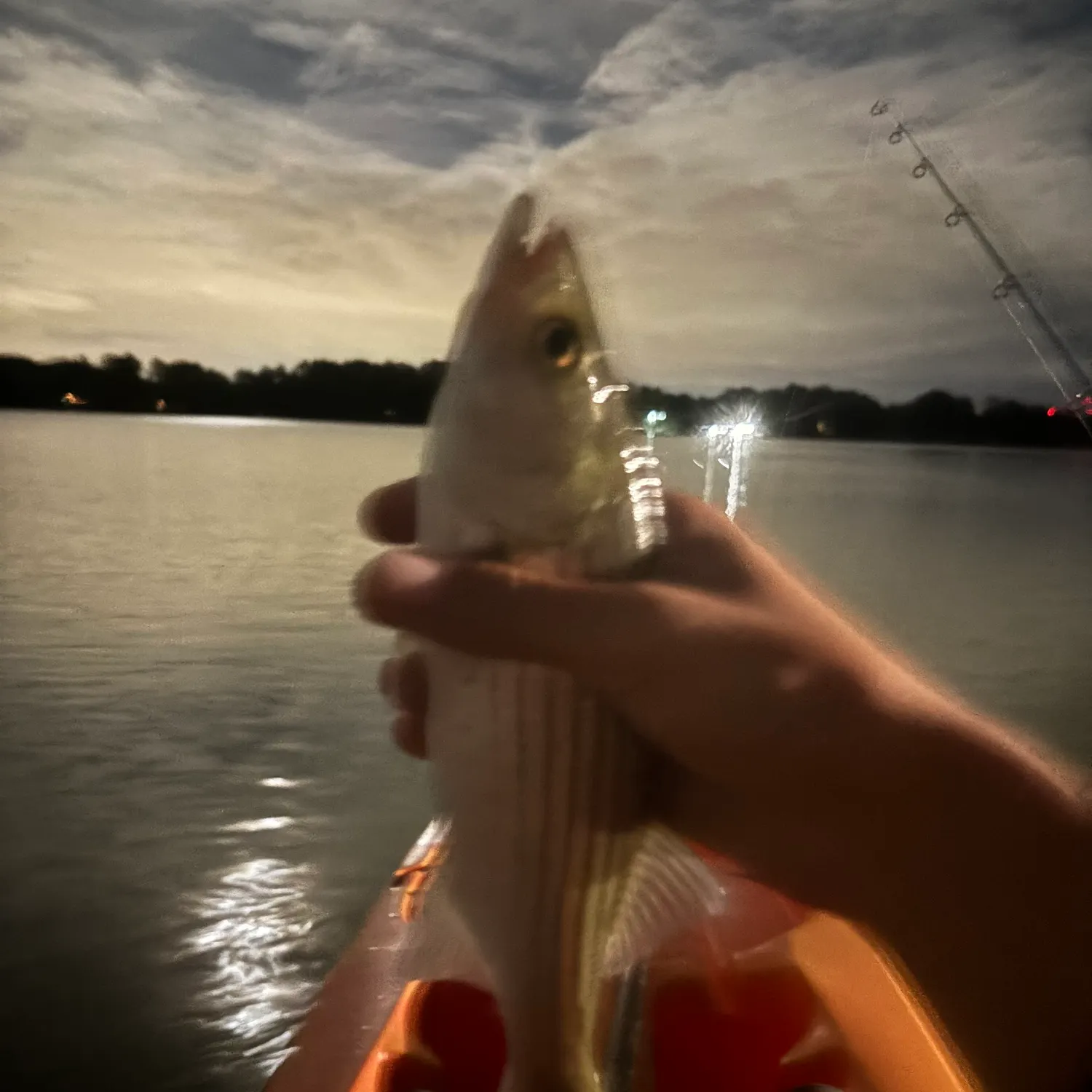 Striped bass caught on Fishbrain