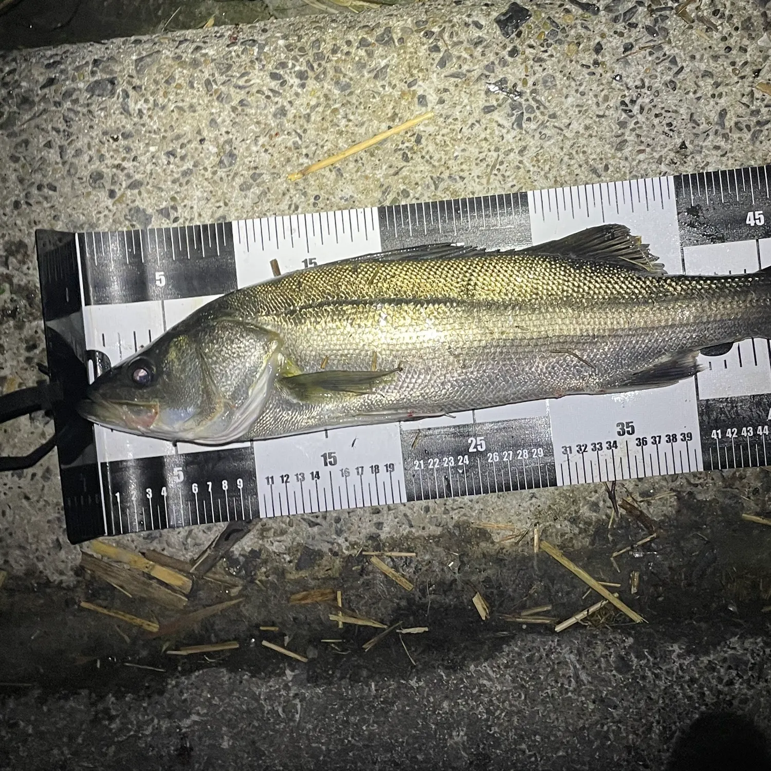 The most recent Japanese seabass catches on Fishbrain
