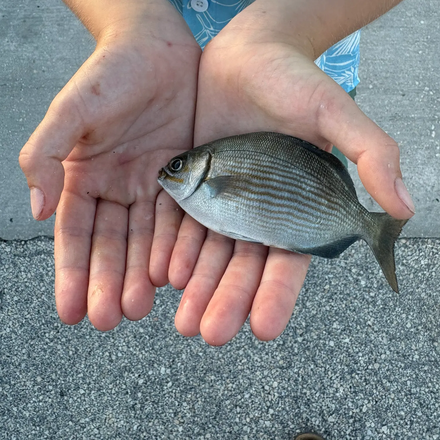 The most recent Bermuda sea chub catches on Fishbrain