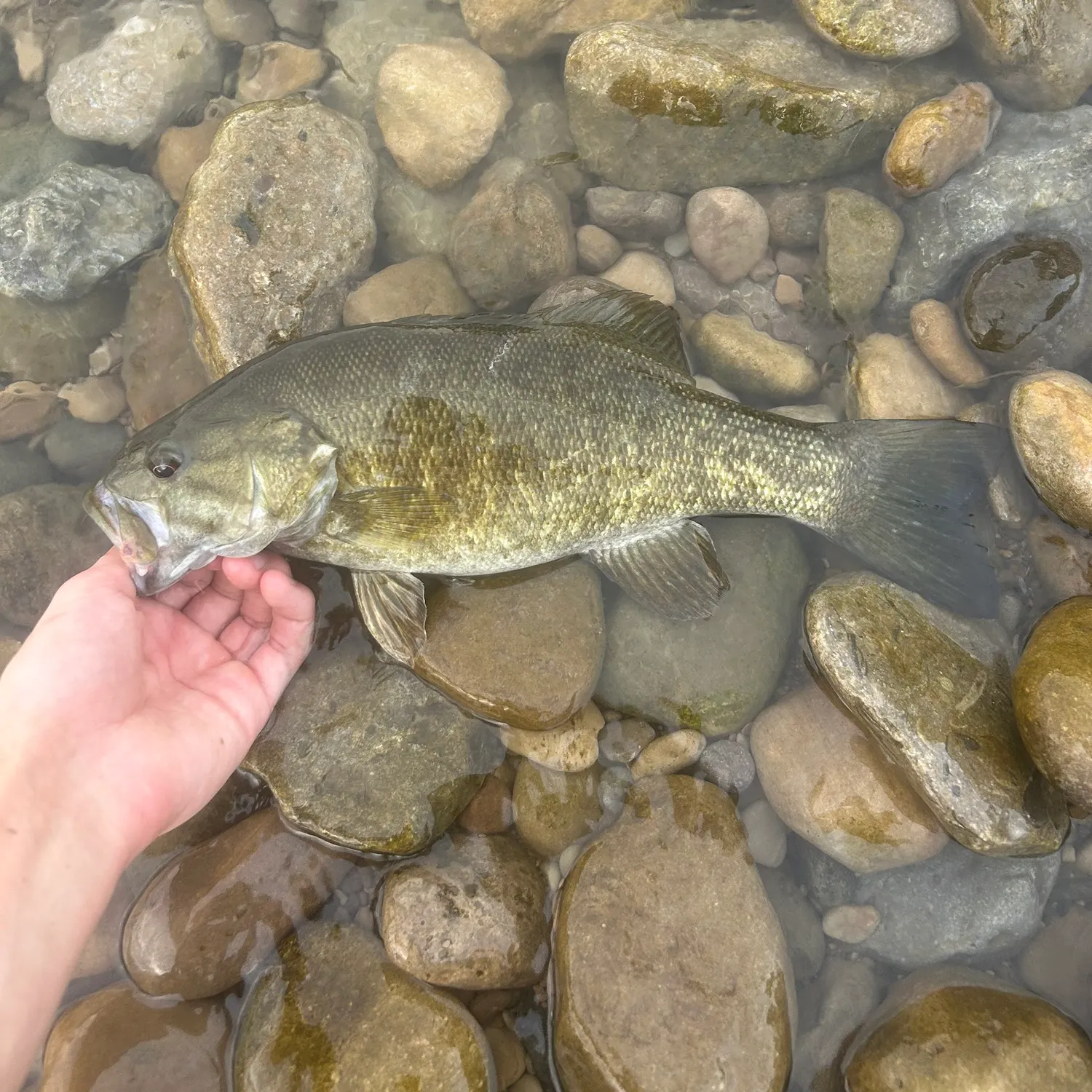 Smallmouth bass caught on Fishbrain