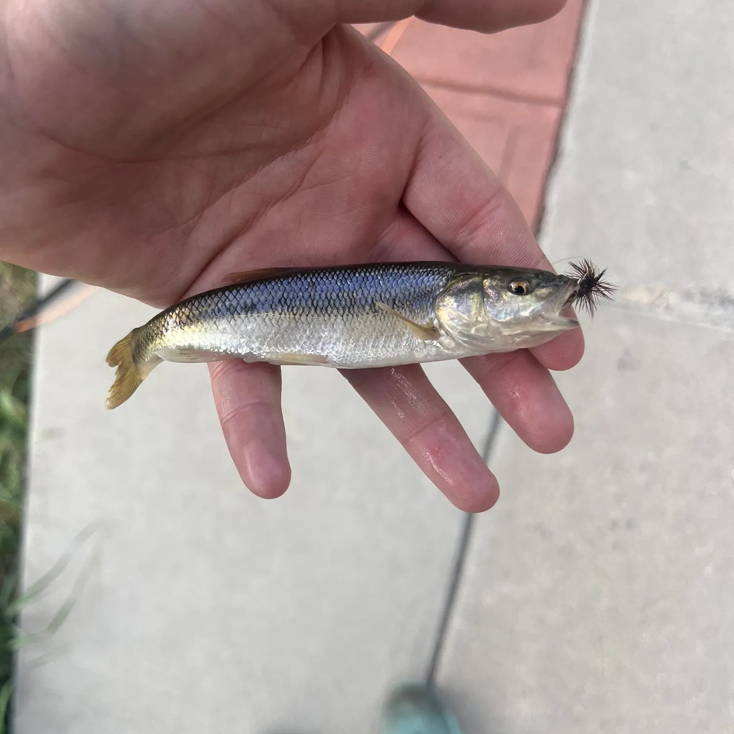 Creek chub caught on Fishbrain