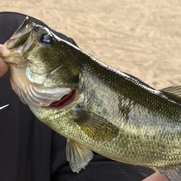 Smallmouth bass caught on Fishbrain
