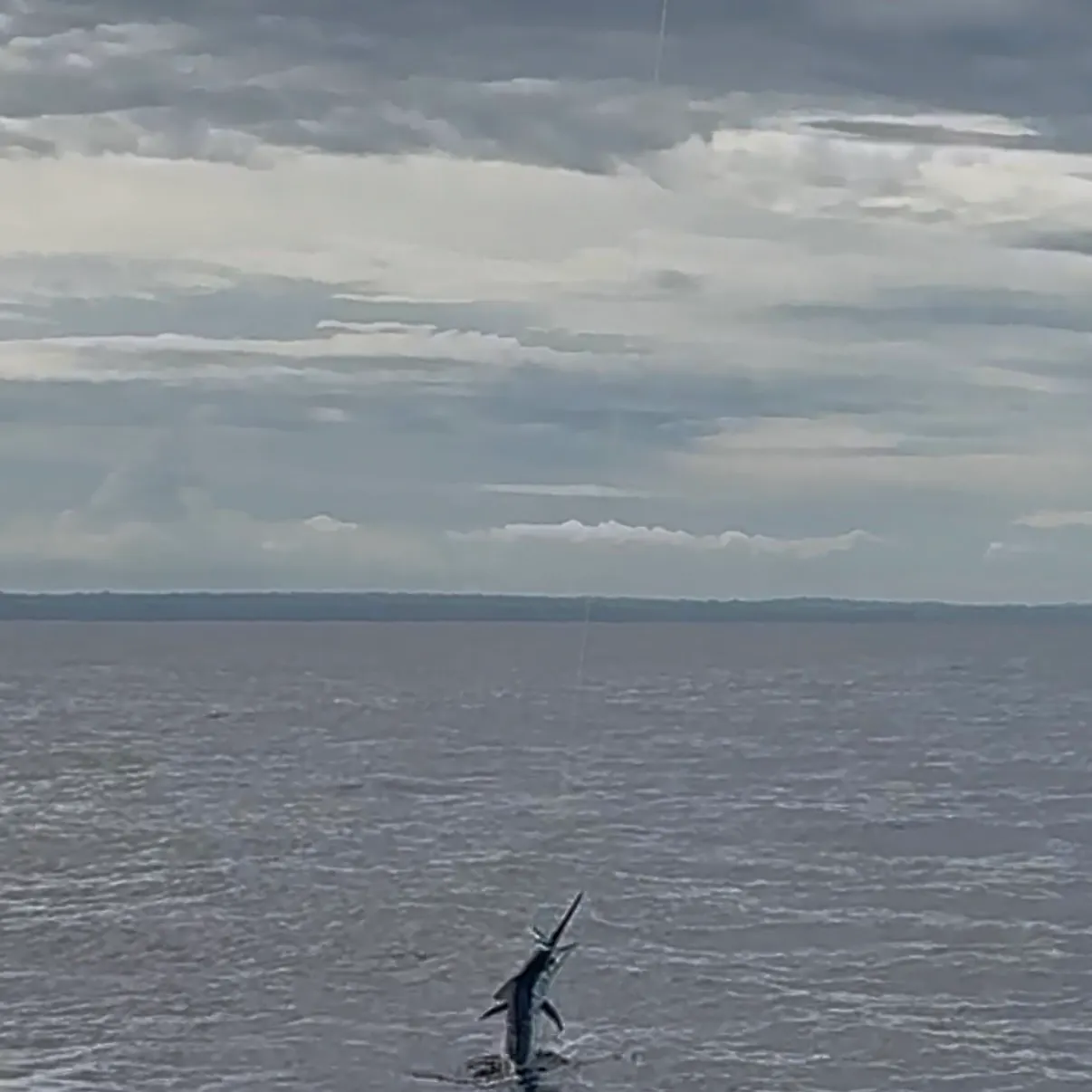 The most recent Atlantic blue marlin catches on Fishbrain