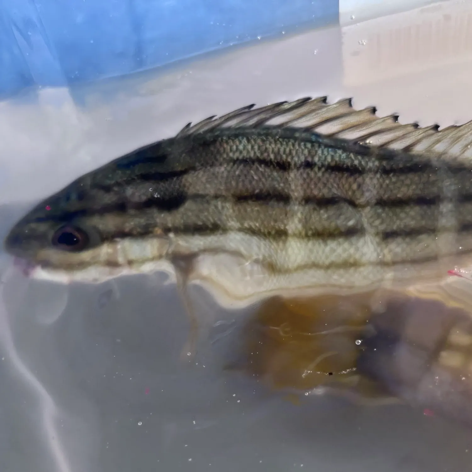 The most recent Four-lined Grunter catches on Fishbrain
