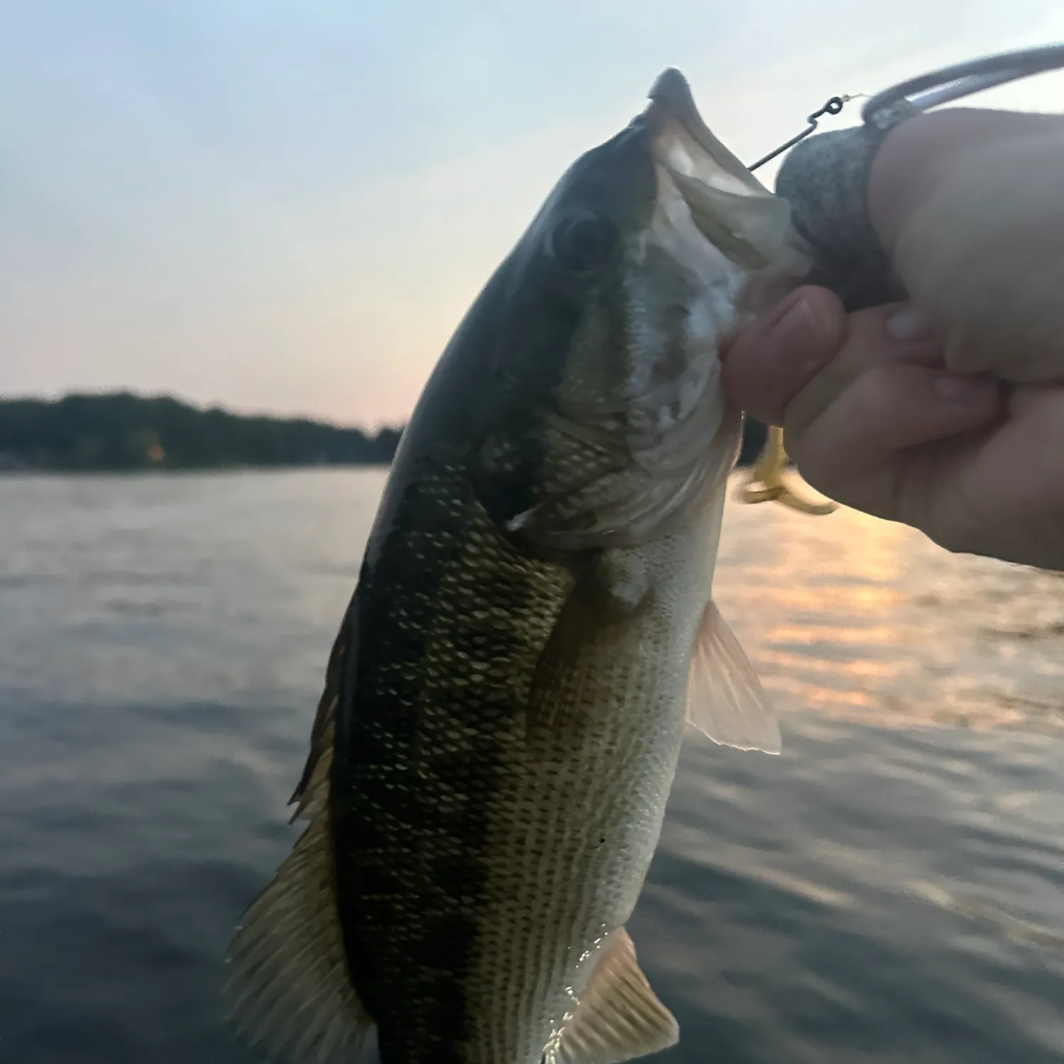 Spotted bass caught on Fishbrain