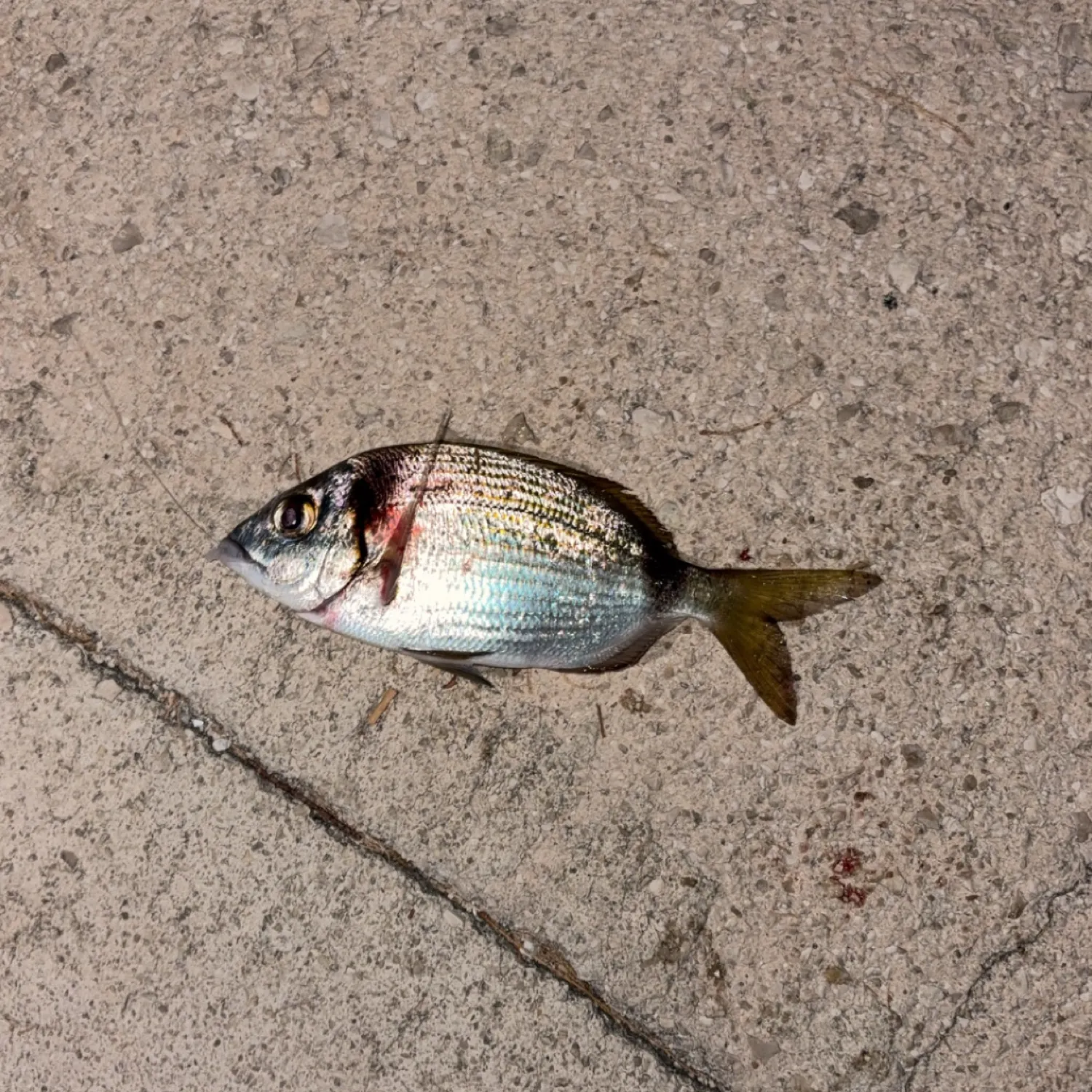 The most recent Common two-banded seabream catches on Fishbrain
