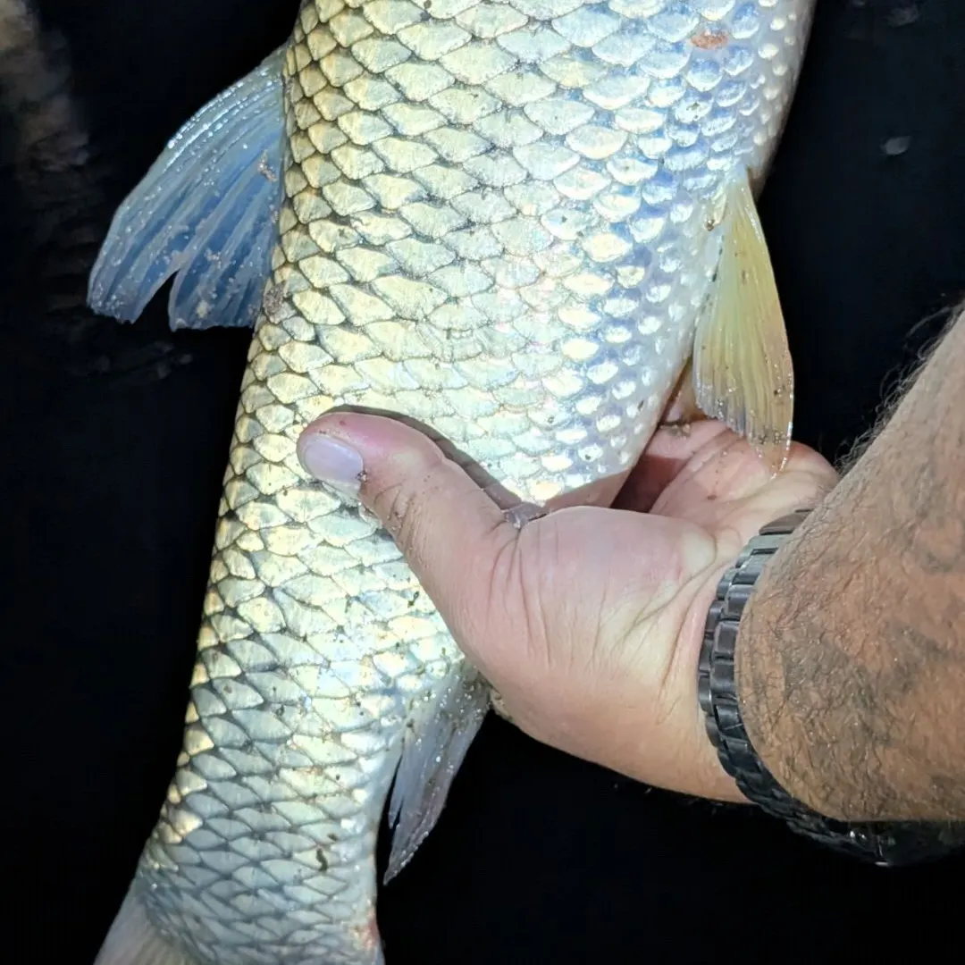 Grass carp caught on Fishbrain