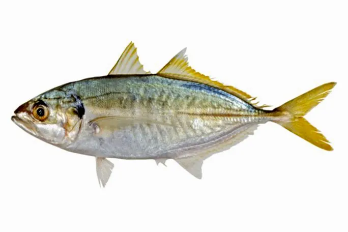Baitfish