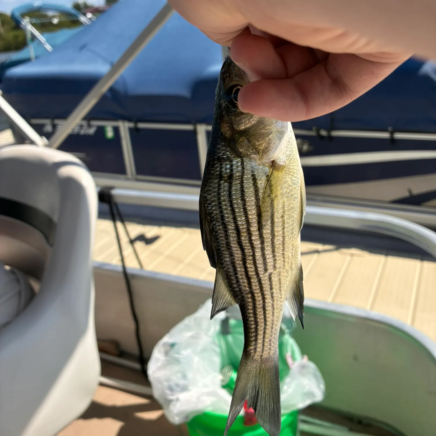 Fish caught on Fishbrain