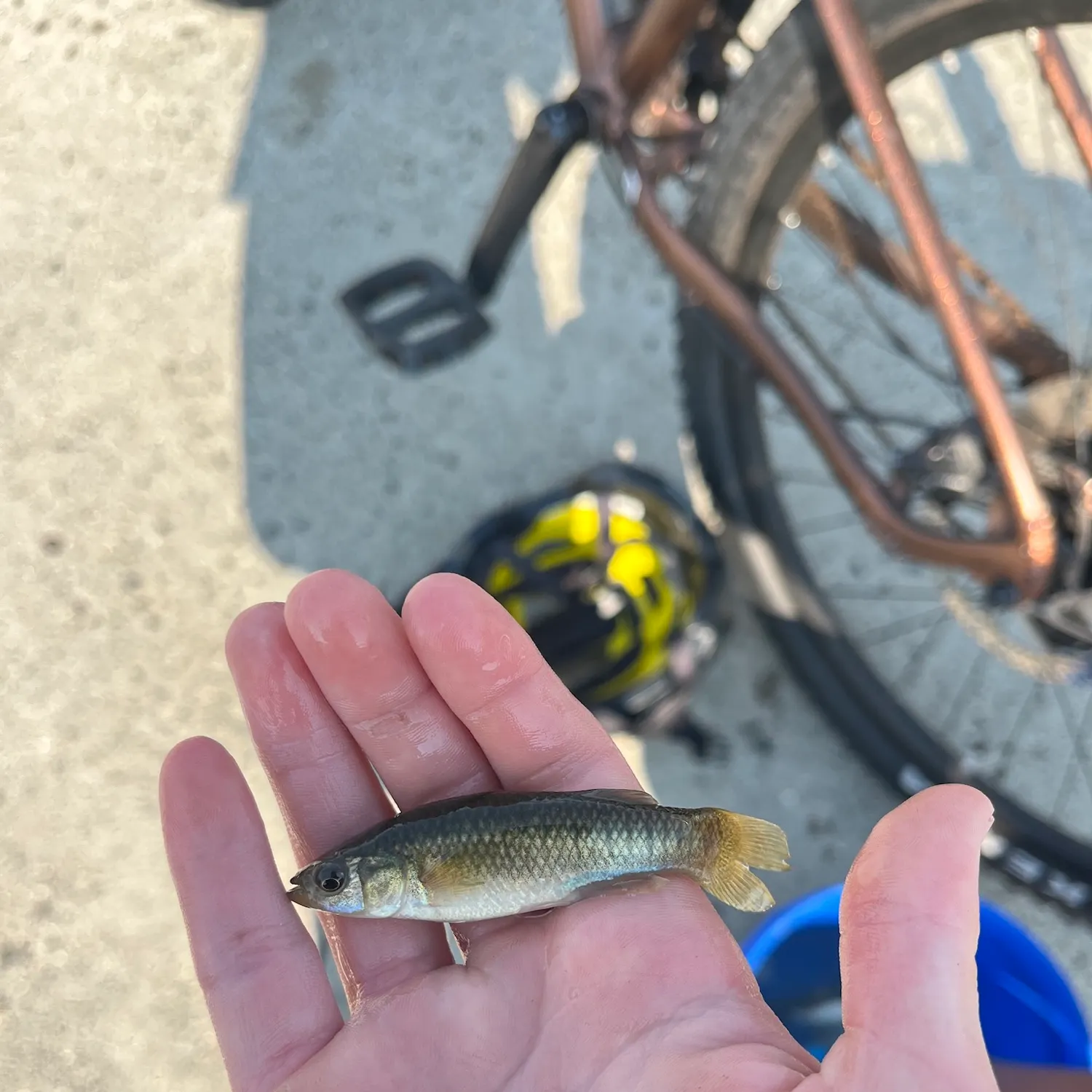 The most recent Hornyhead chub catches on Fishbrain
