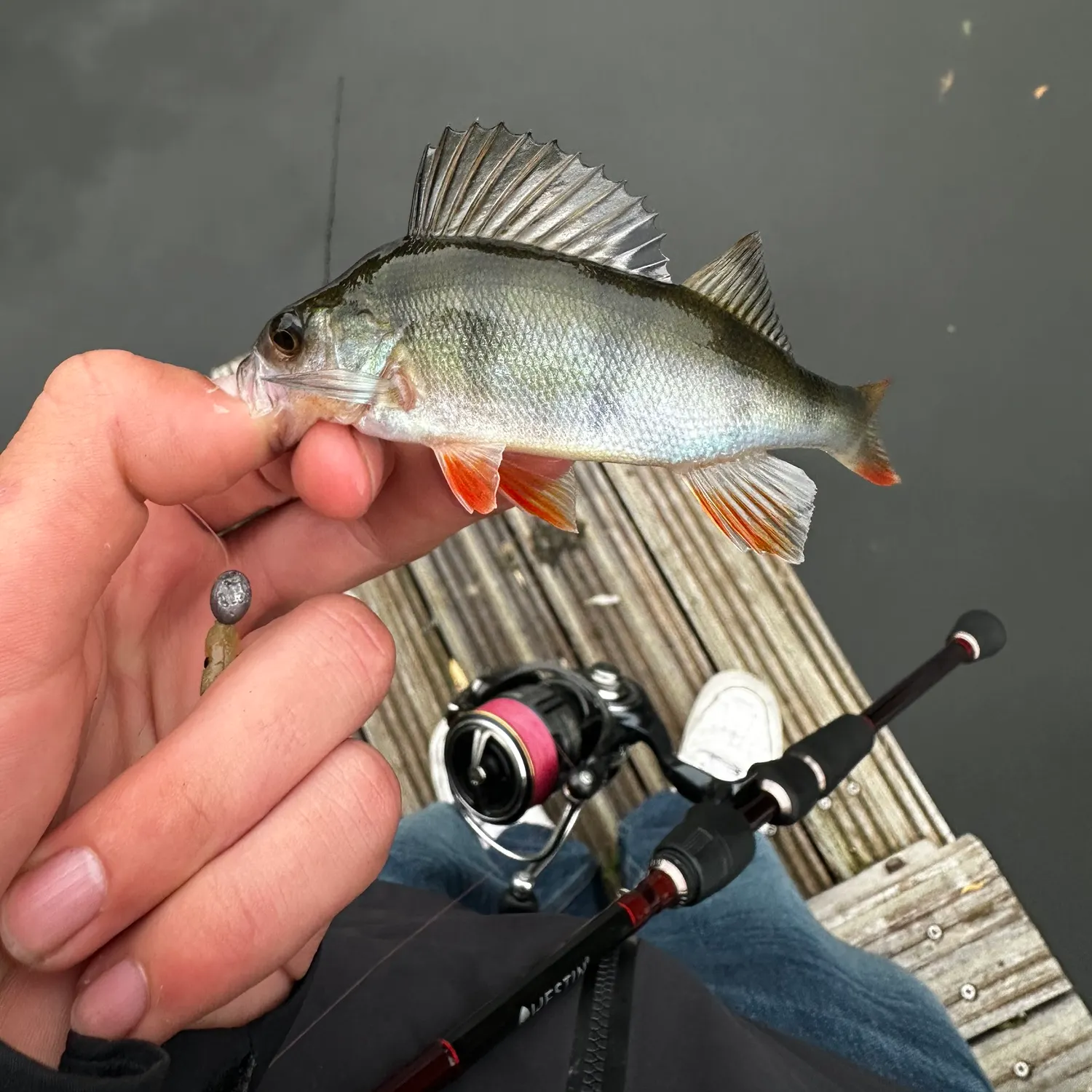 European perch caught on Fishbrain