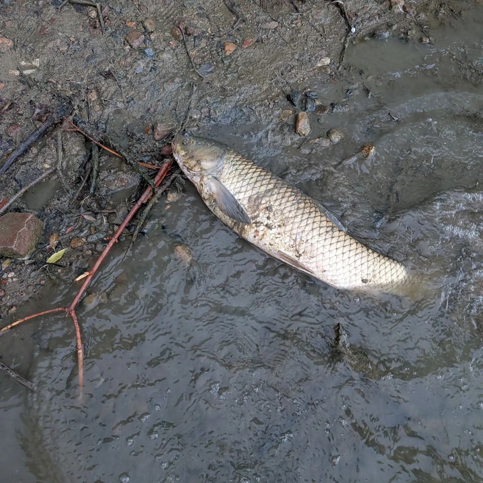 Grass carp caught on Fishbrain