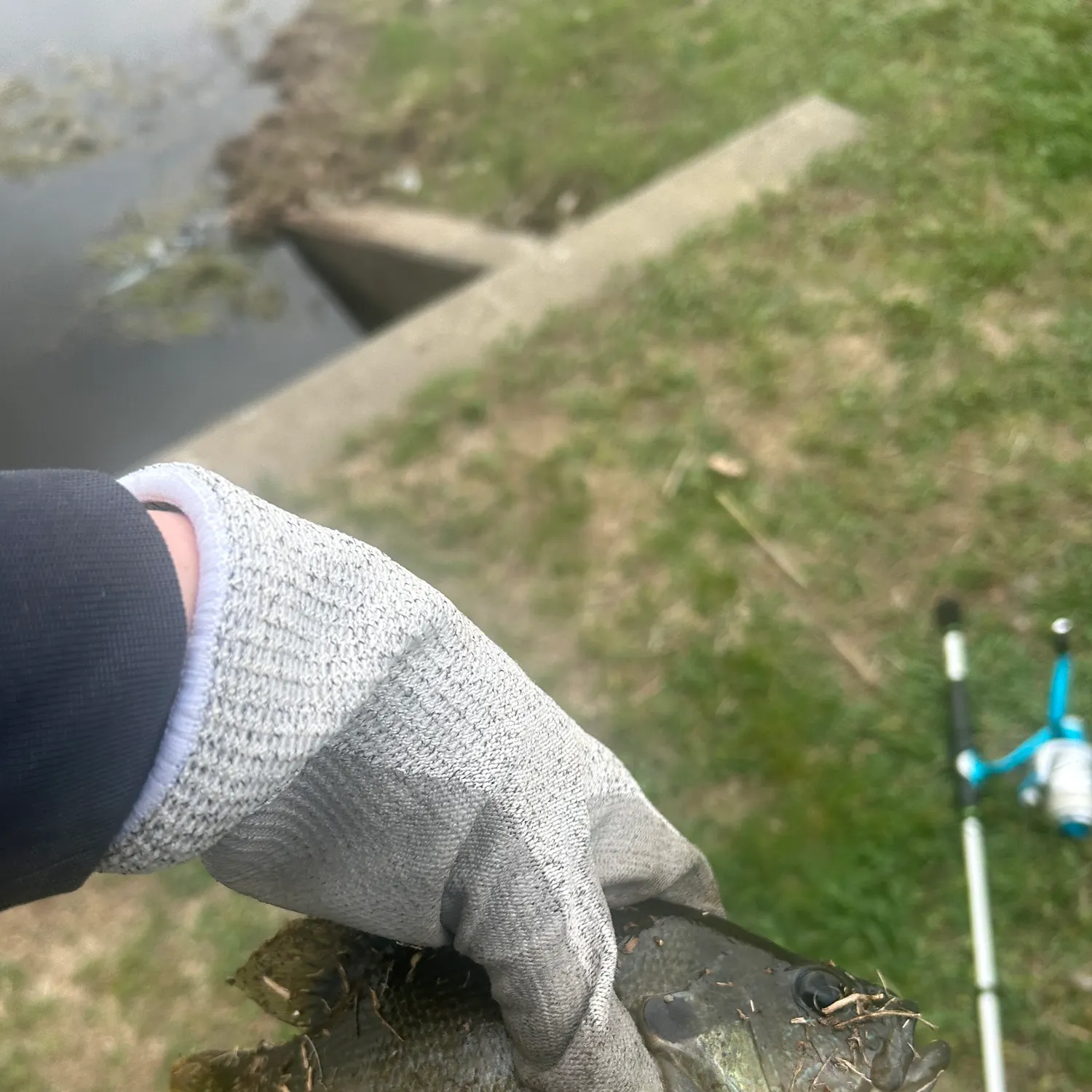 The most recent Green sunfish catches on Fishbrain