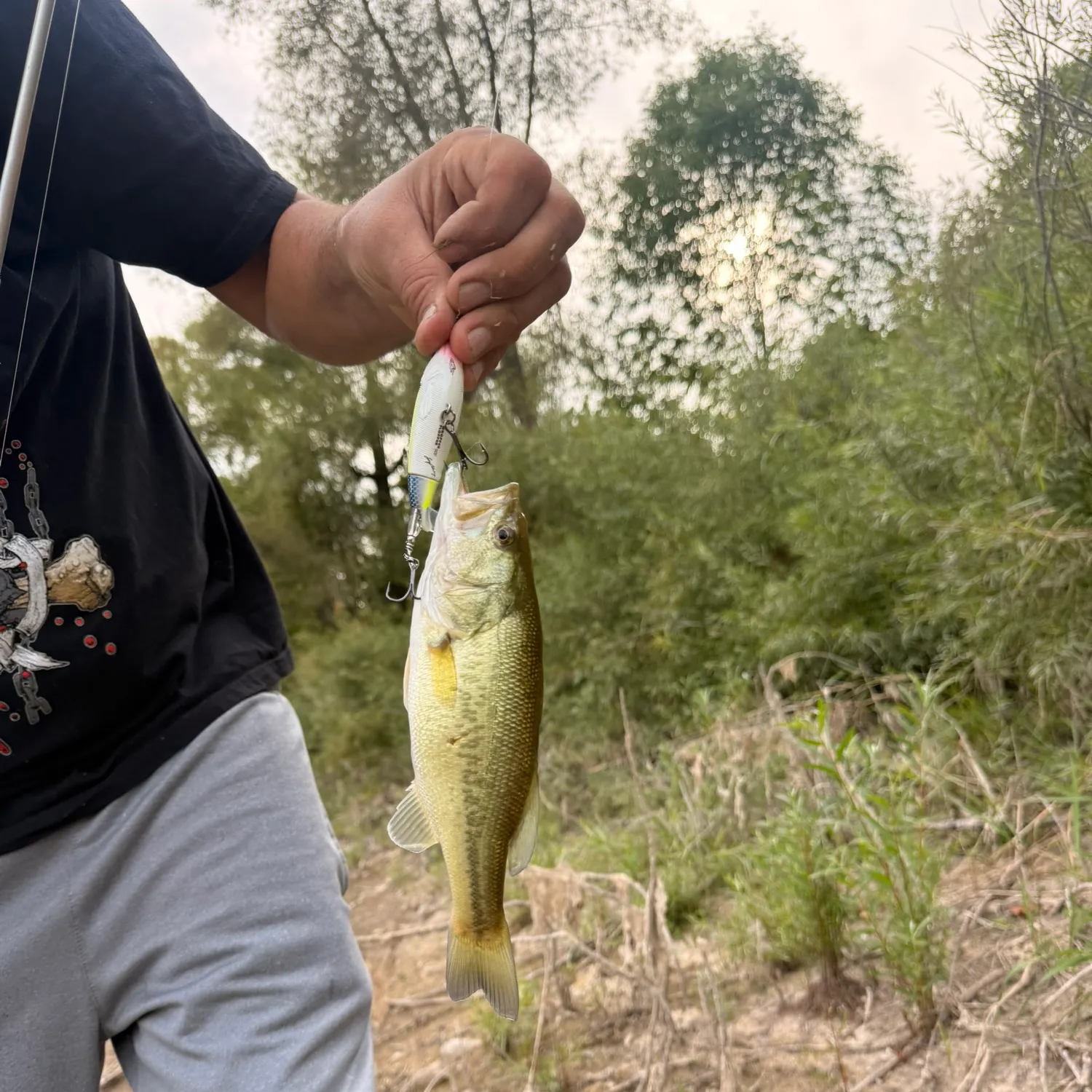 Largemouth bass caught on Fishbrain