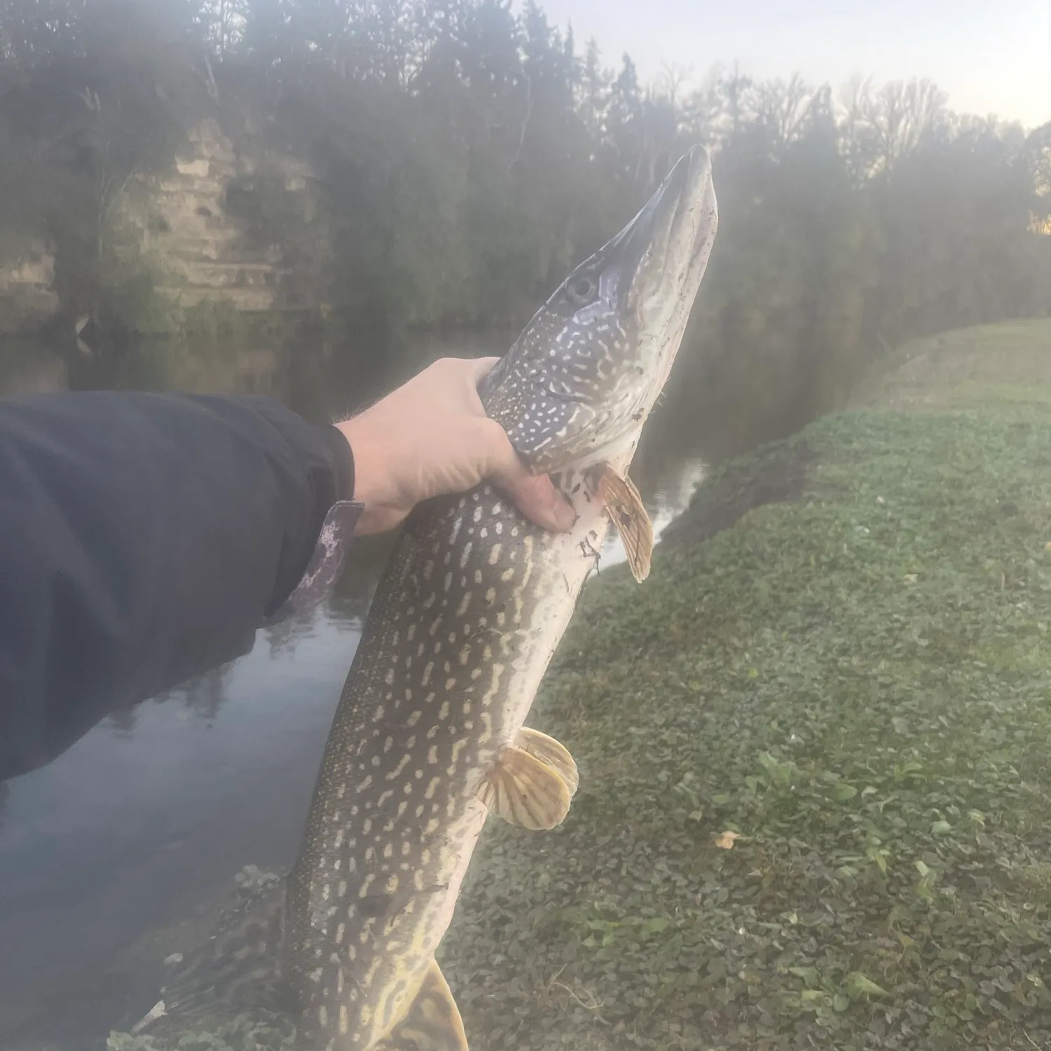 Northern pike caught on Fishbrain