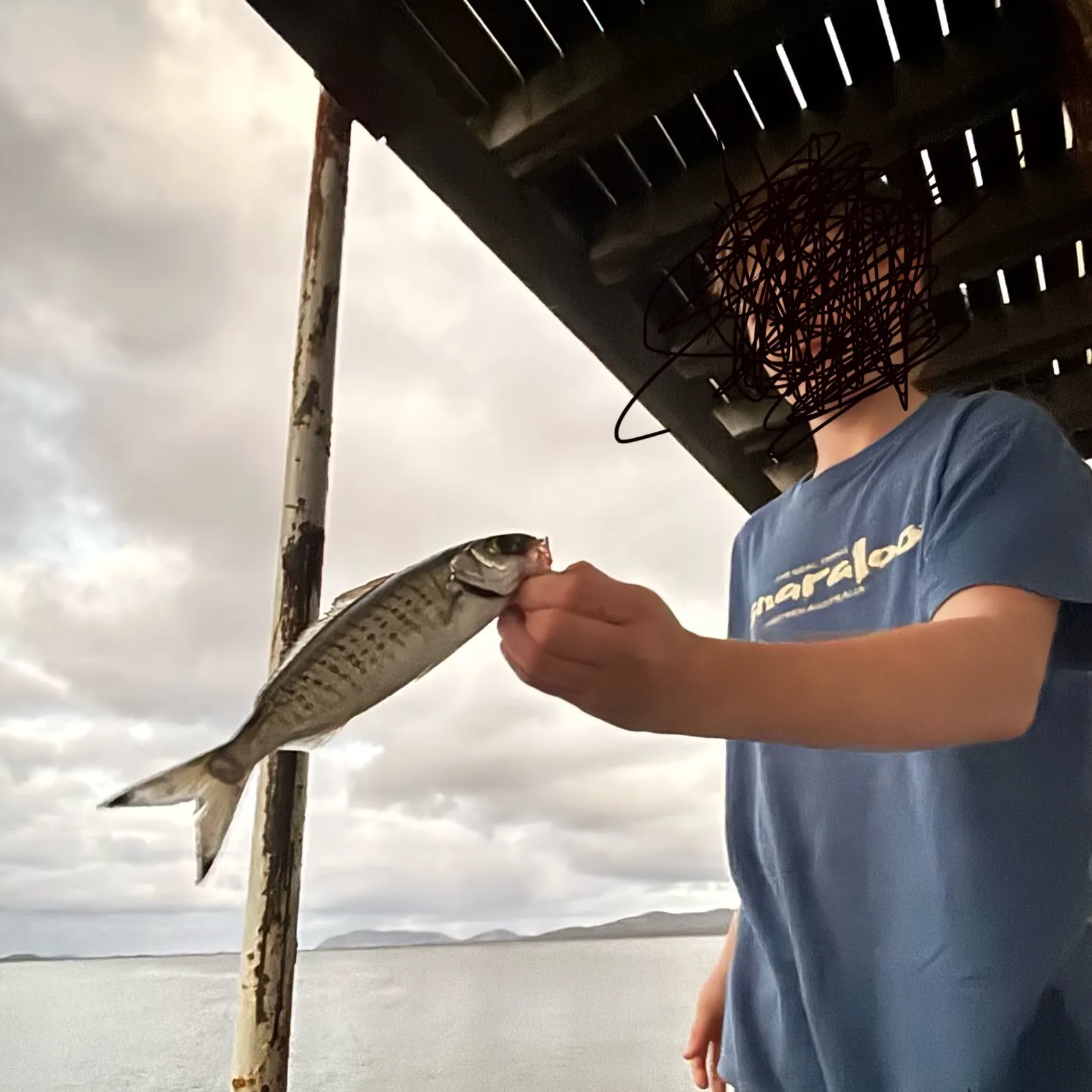 The most recent Atlantic herring catches on Fishbrain