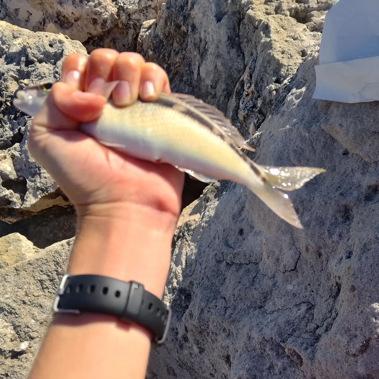 The most recent Striped whiptail catches on Fishbrain