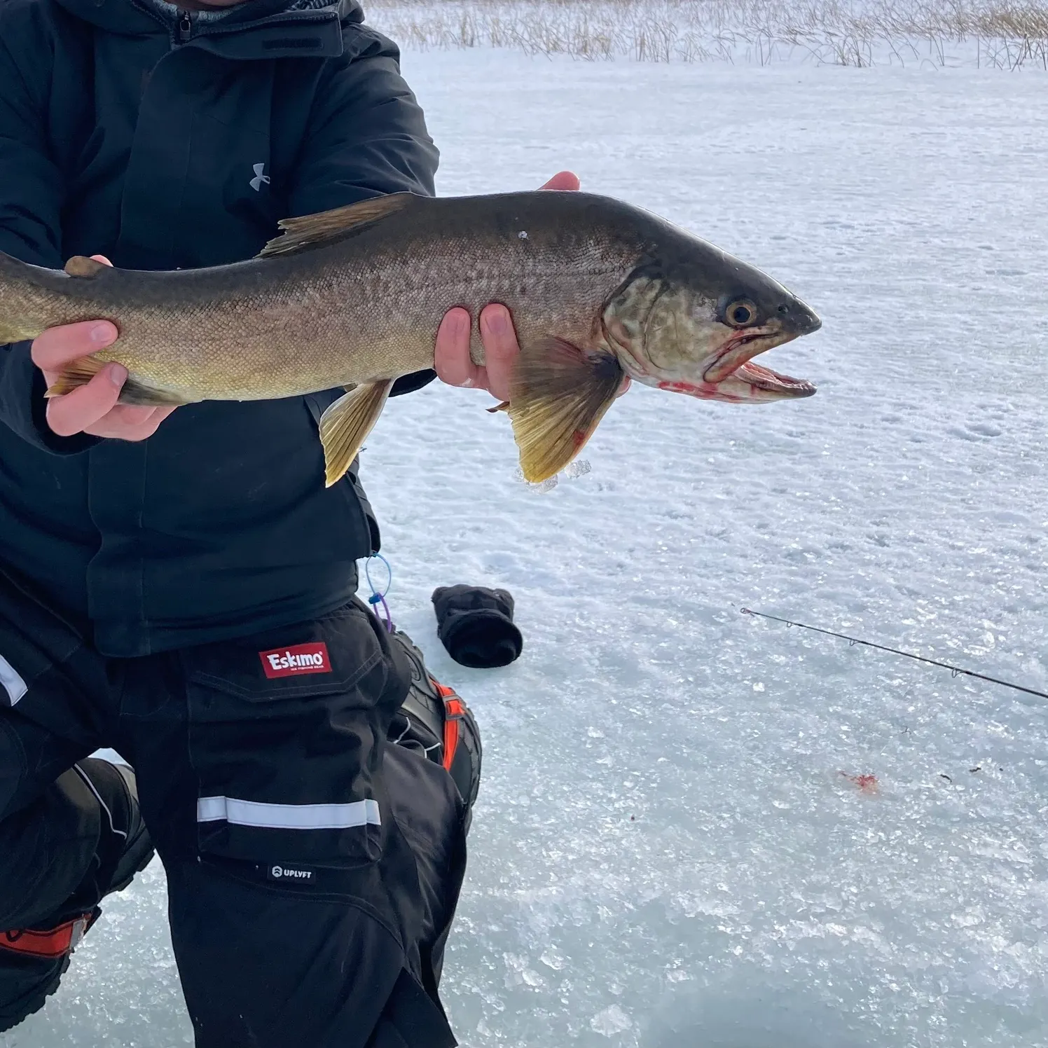 The most recent Tiger trout catches on Fishbrain