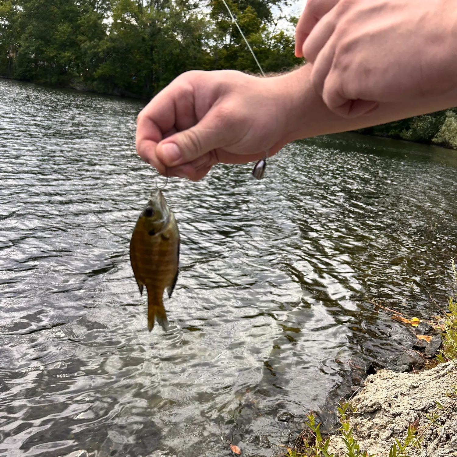 Bluegill caught on Fishbrain