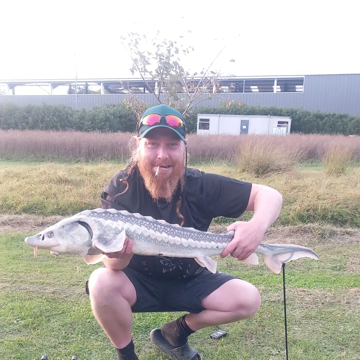 The most recent White sturgeon catches on Fishbrain
