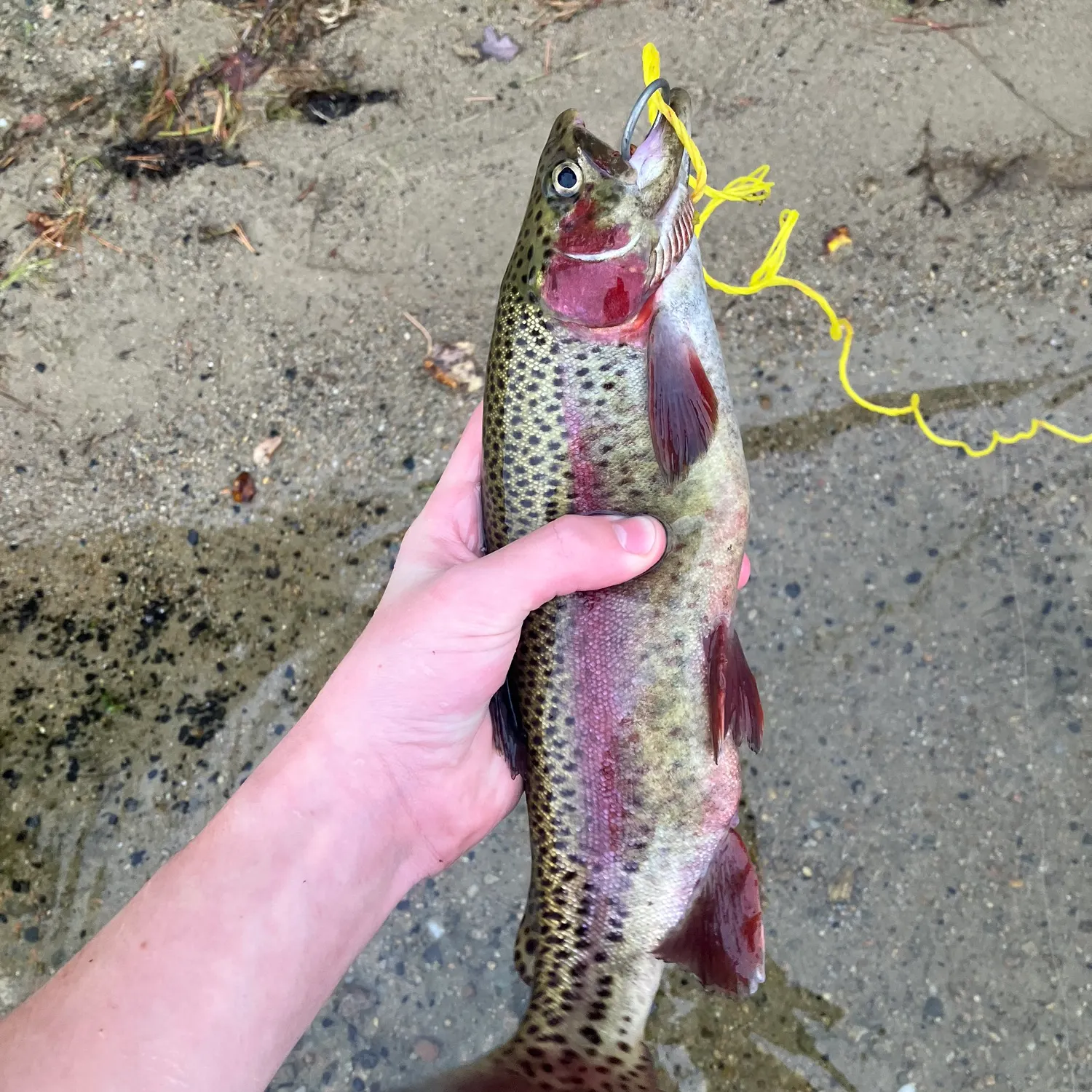 Rainbow trout caught on Fishbrain