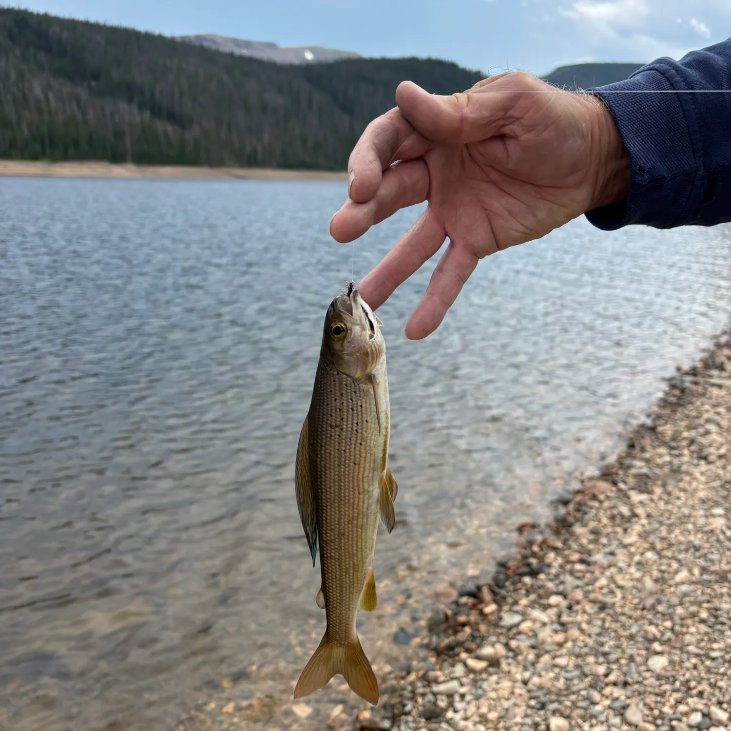 The most recent Arctic grayling catches on Fishbrain