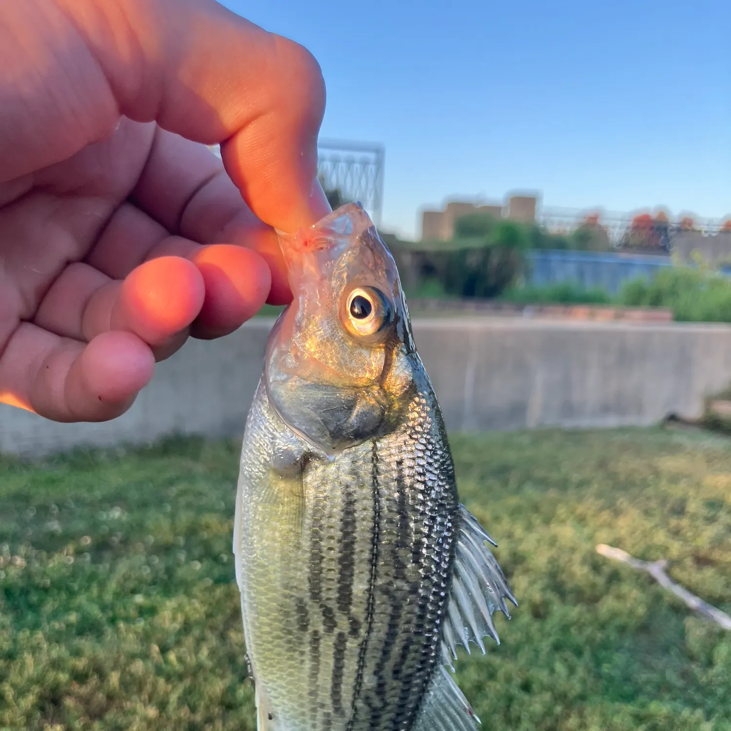 catch