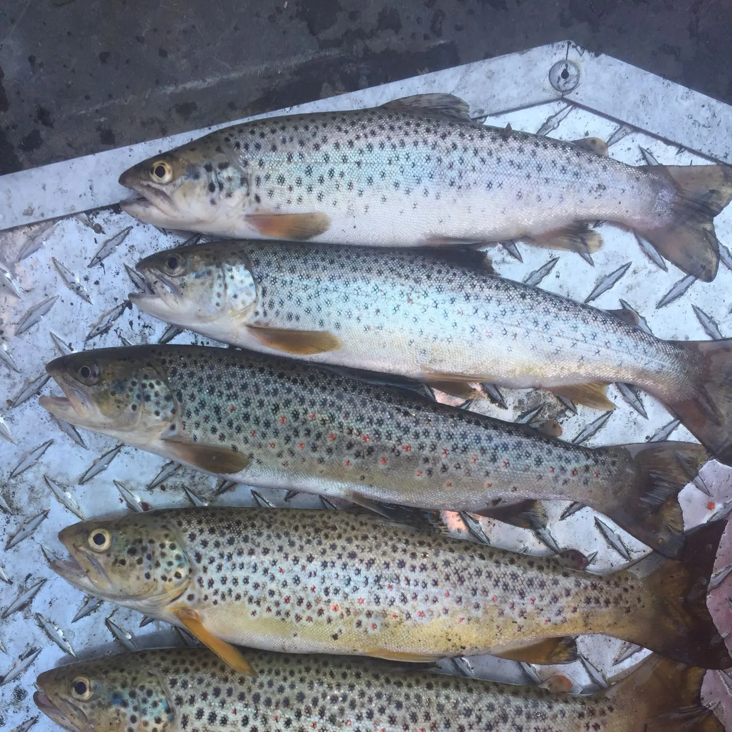 recently logged catches