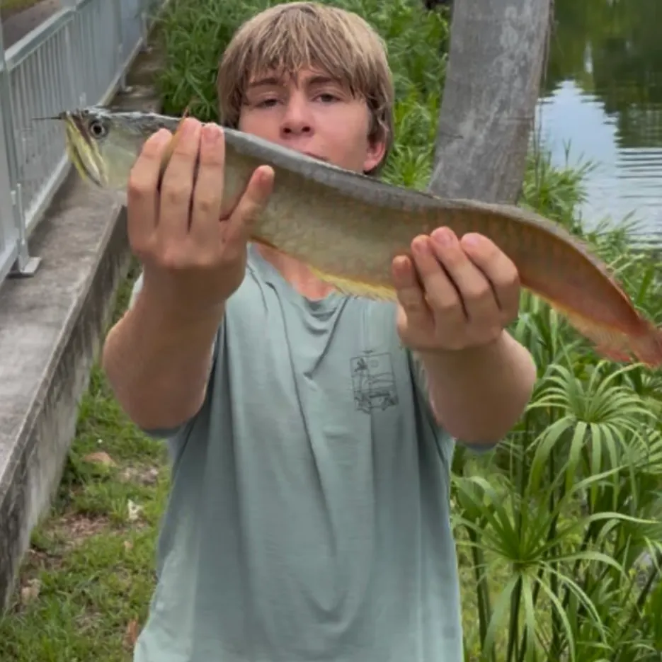 The most recent Silver arowana catches on Fishbrain