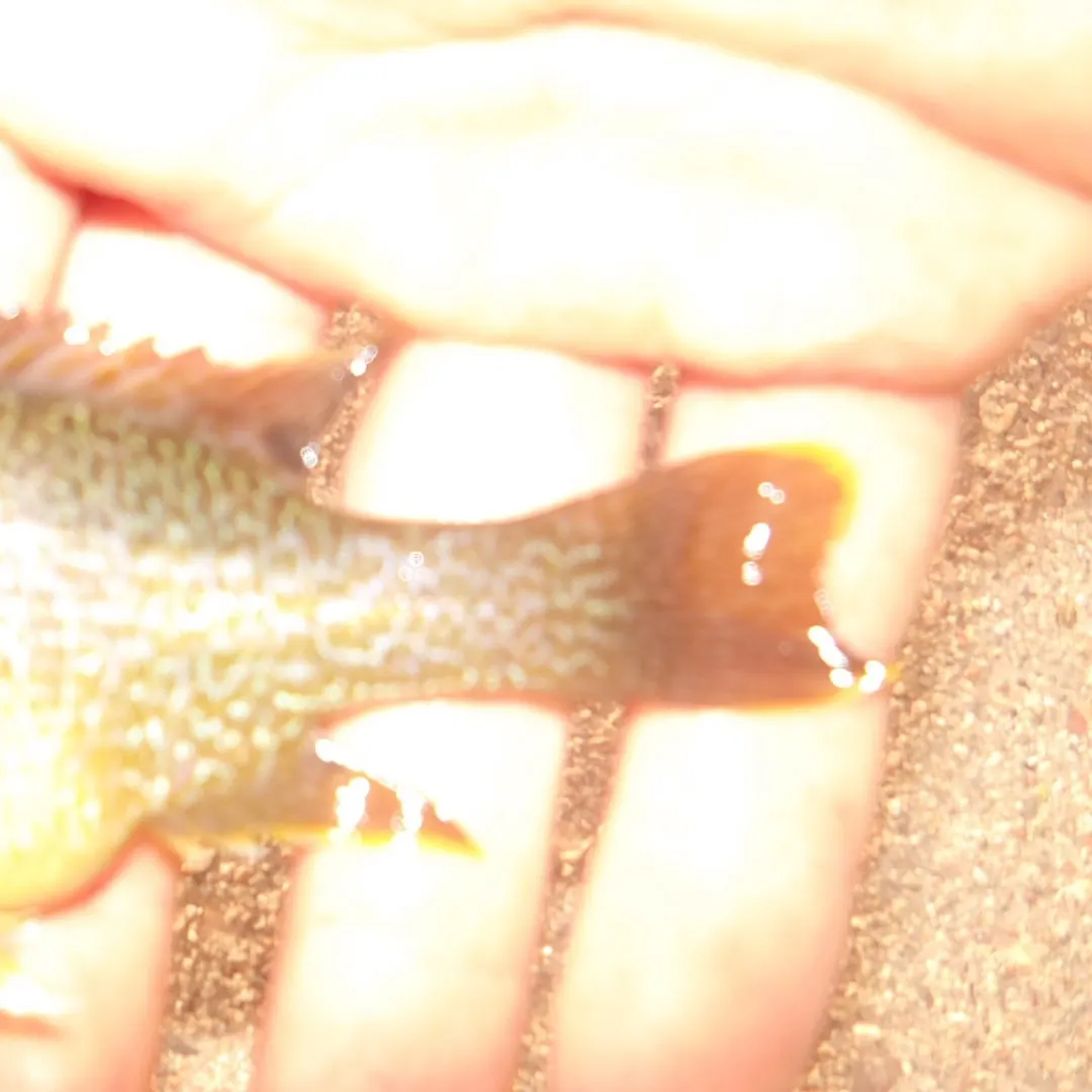 Green sunfish caught on Fishbrain