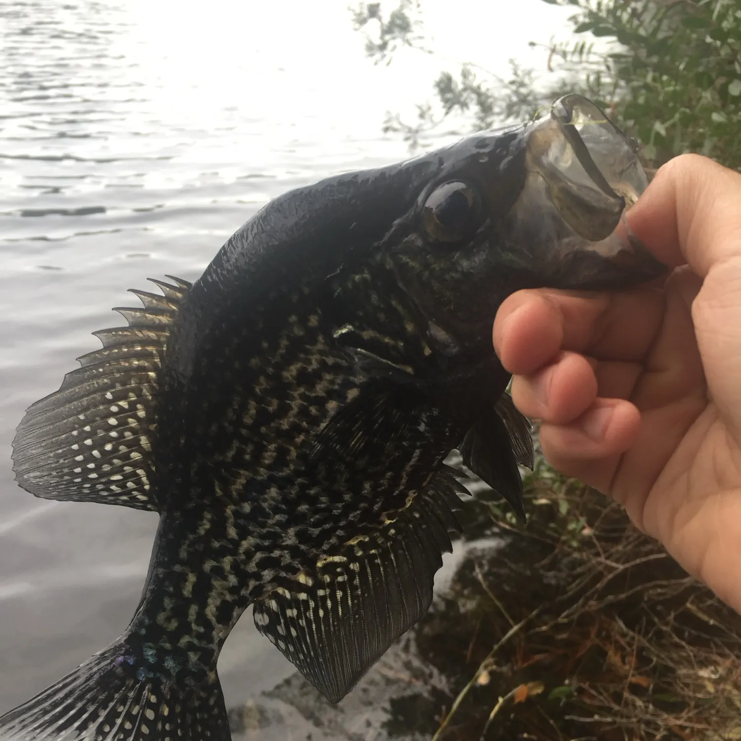Black crappie caught on Fishbrain