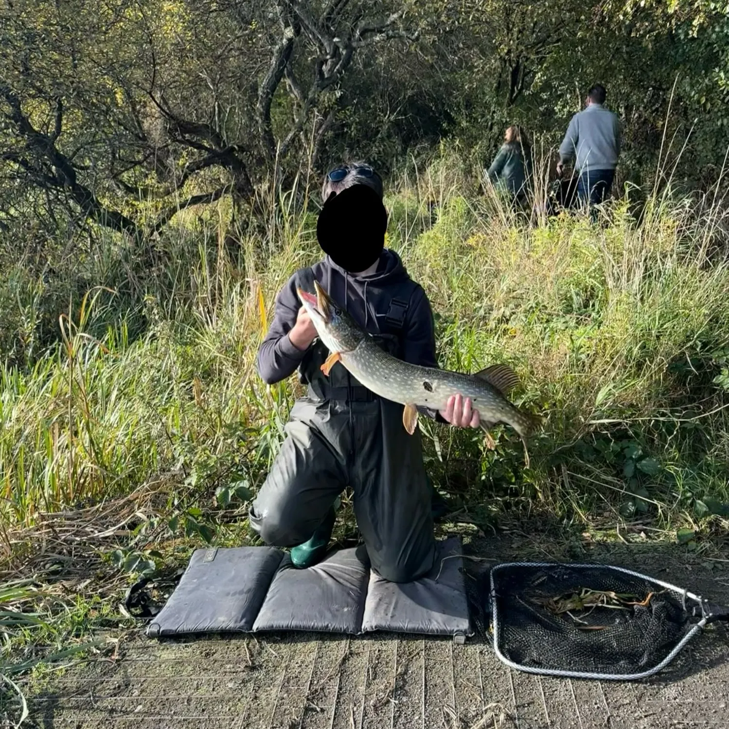 Northern pike caught on Fishbrain