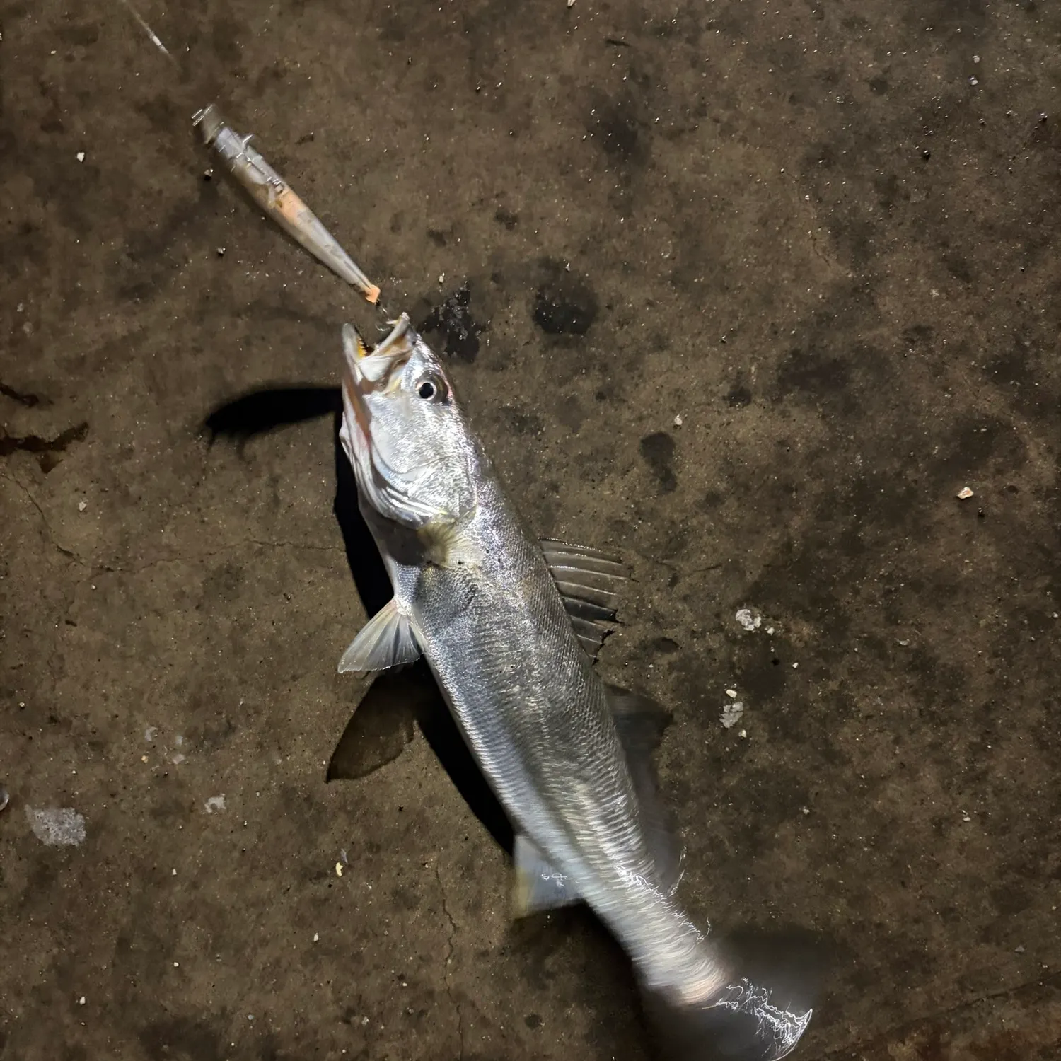 Shortfin corvina caught on Fishbrain