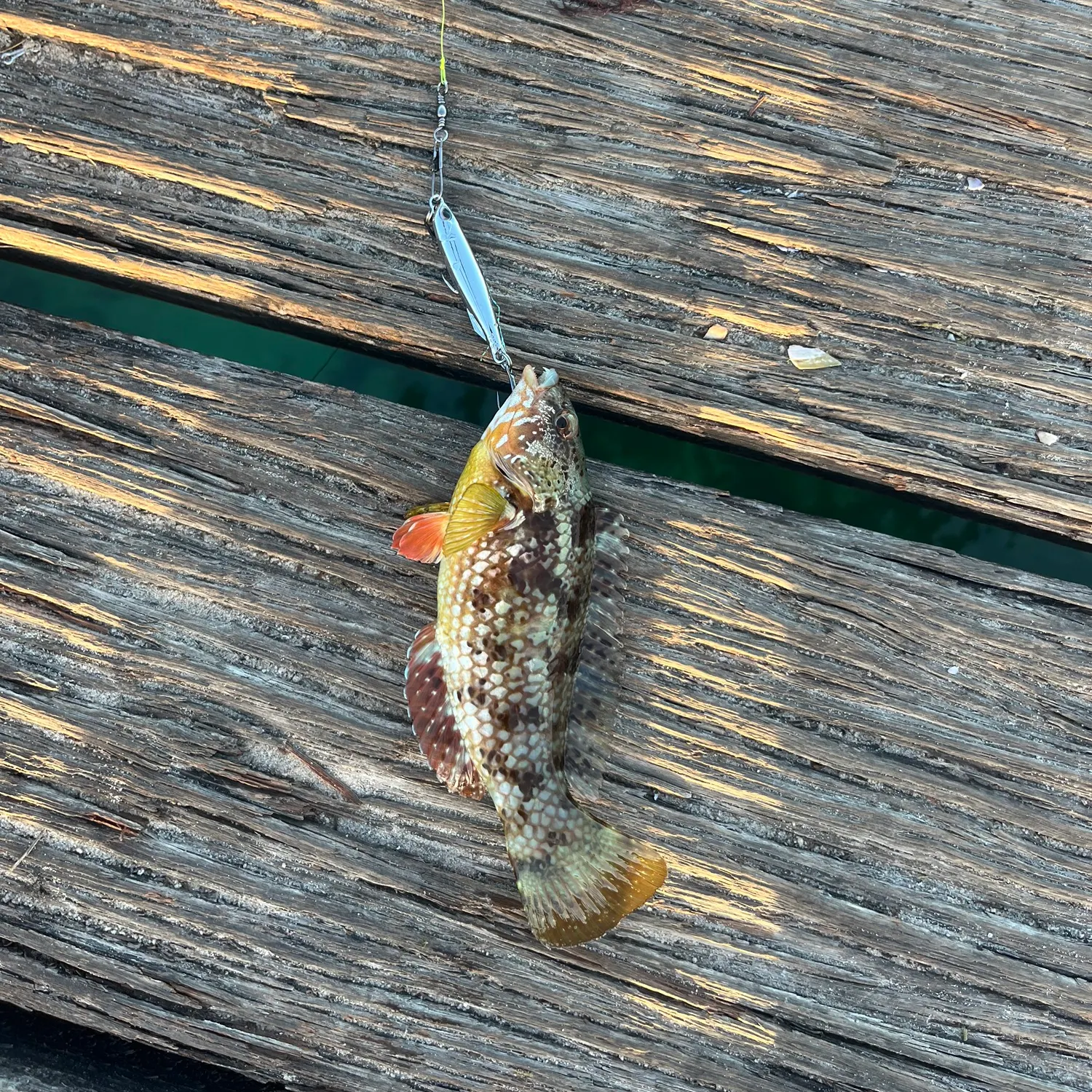 recently logged catches