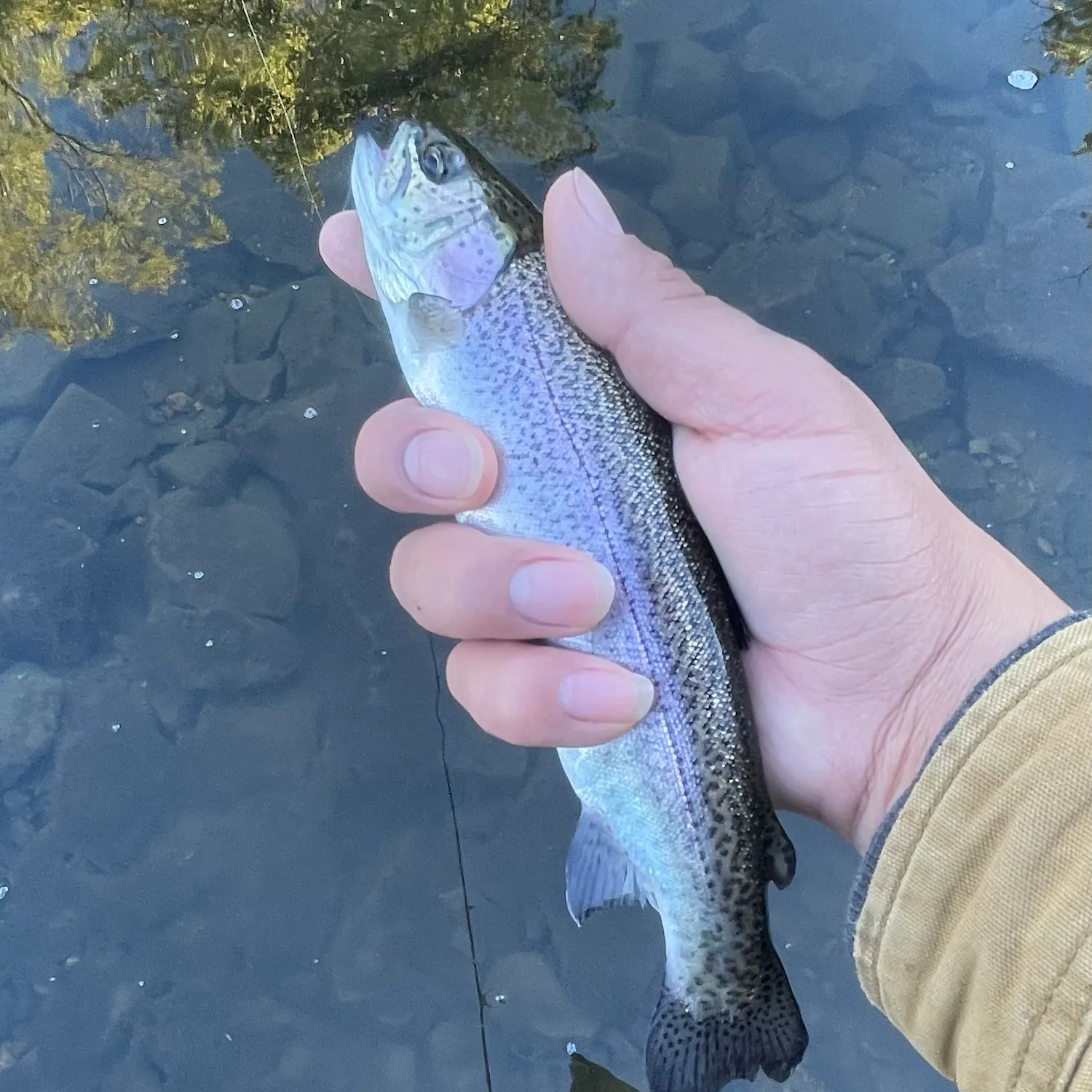Rainbow trout caught on Fishbrain
