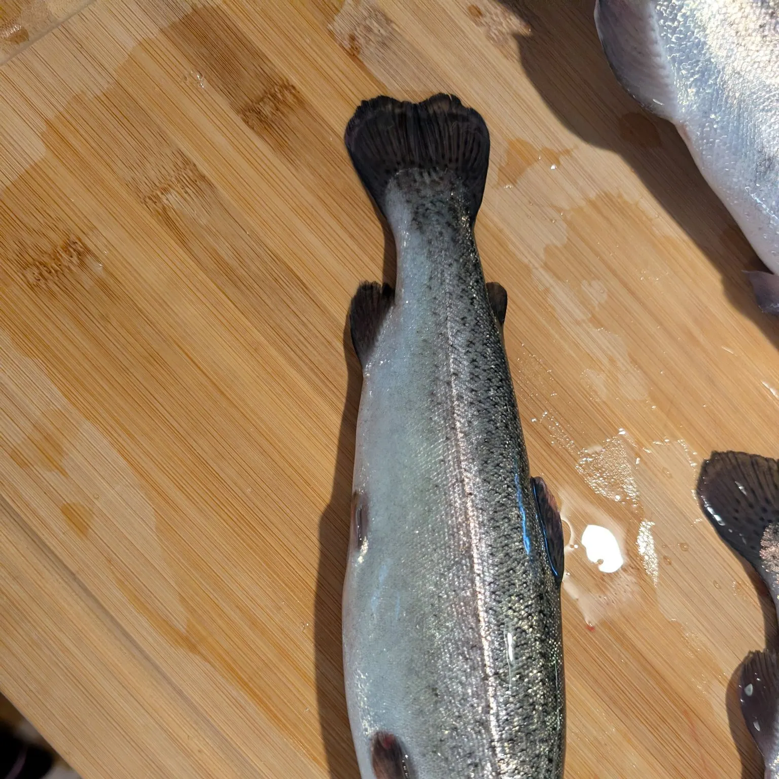 Rainbow trout caught on Fishbrain