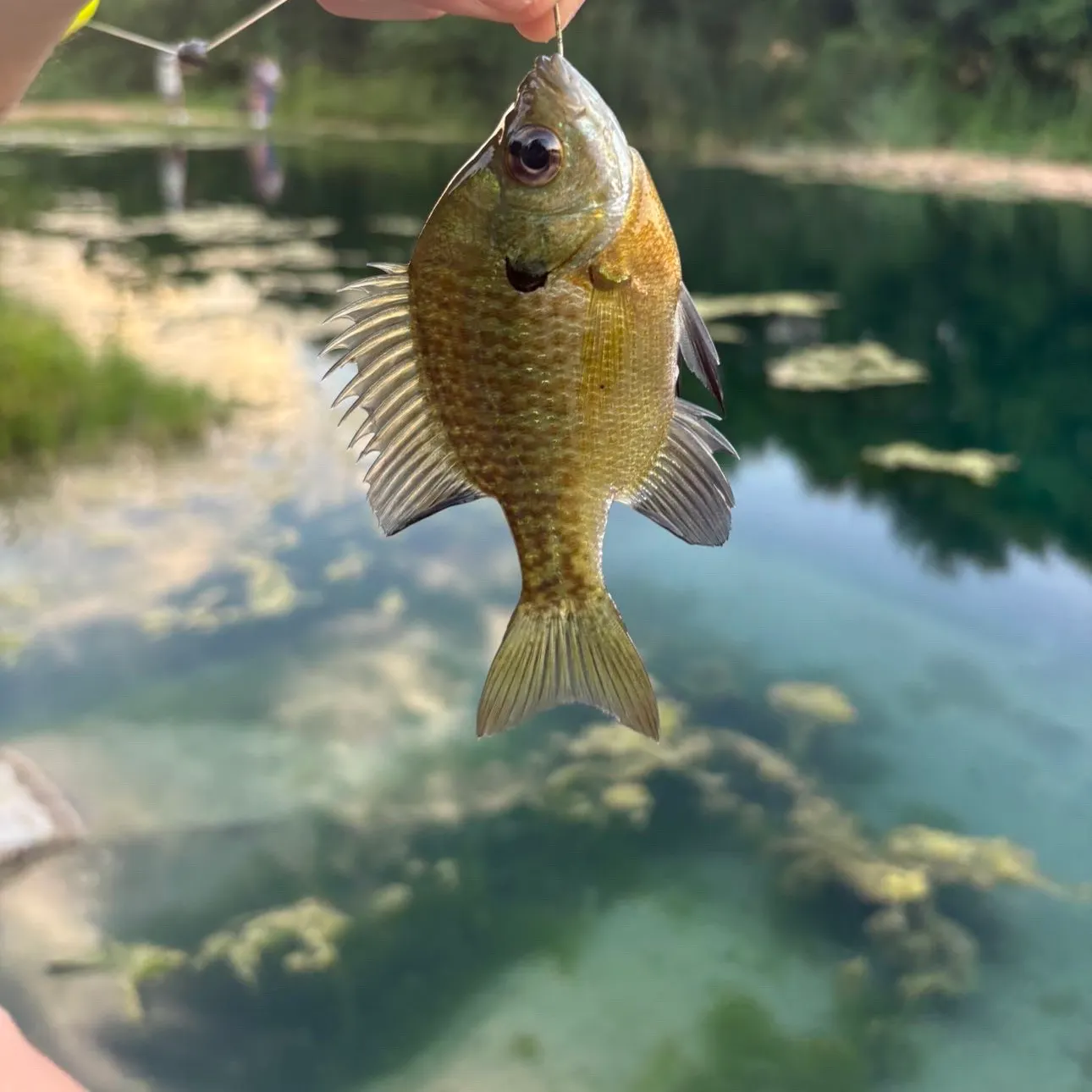 Bluegill caught on Fishbrain
