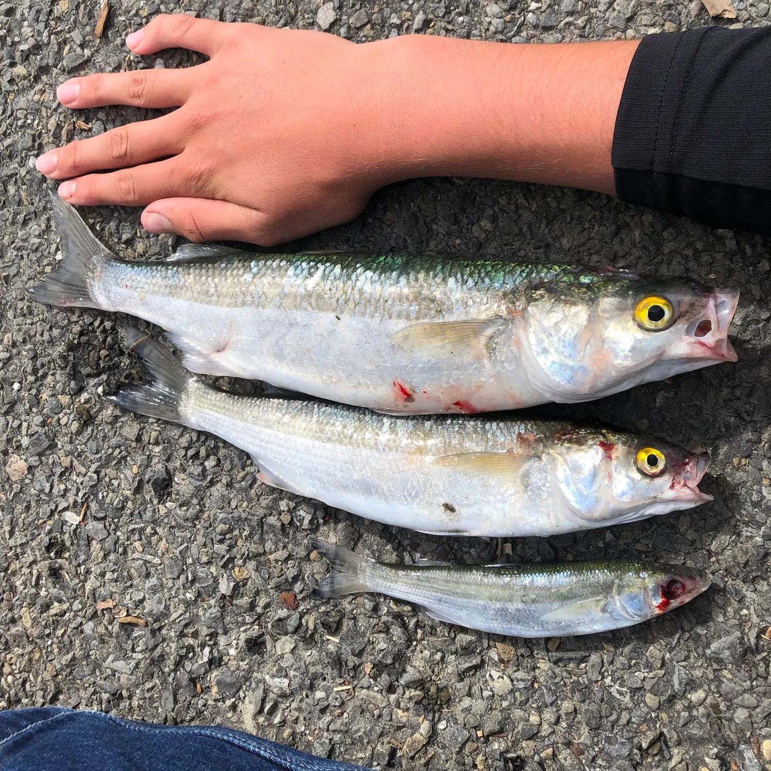 The most recent Yellow-eye mullet catches on Fishbrain