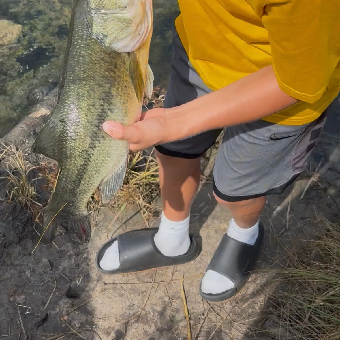 Largemouth bass caught on Fishbrain