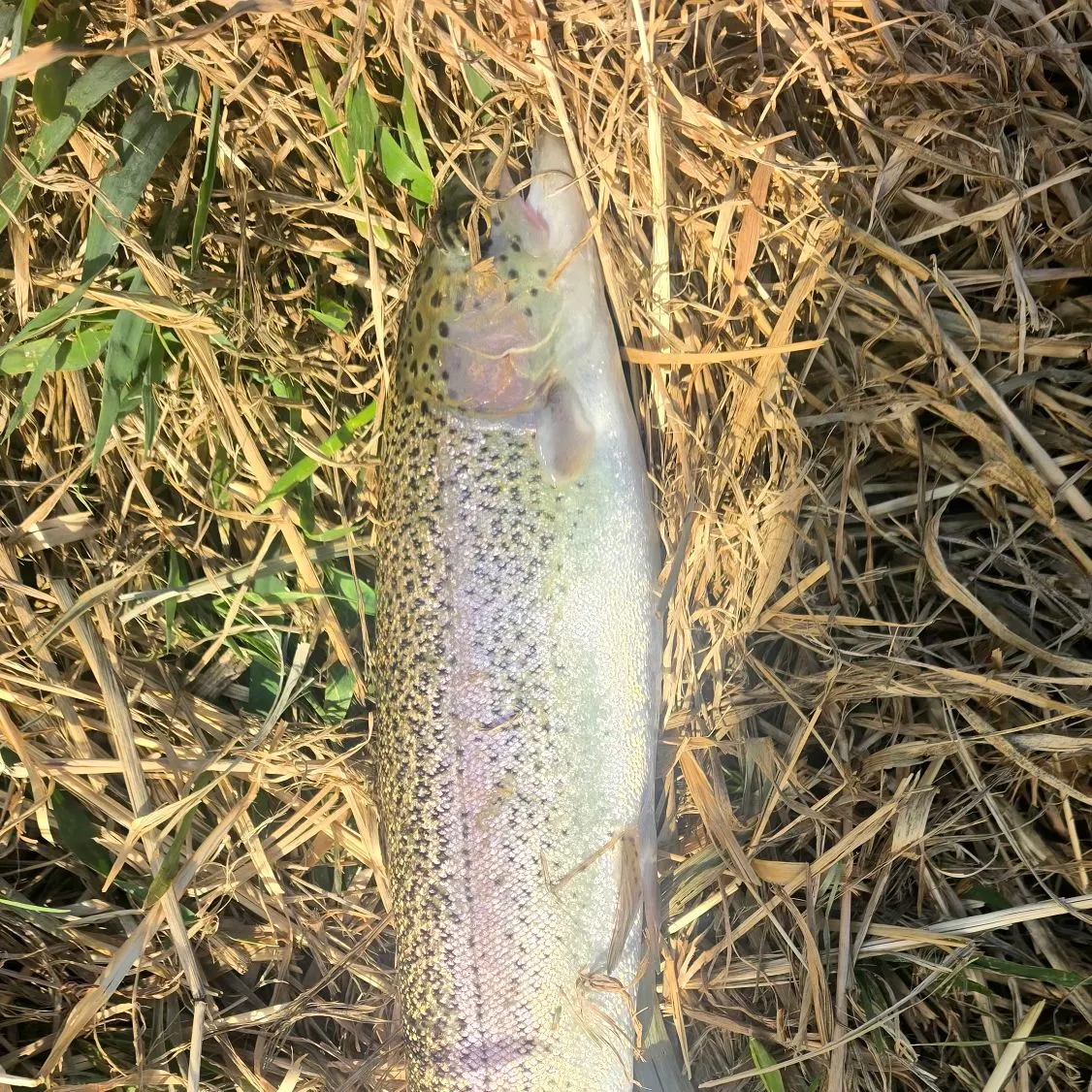 Rainbow trout caught on Fishbrain