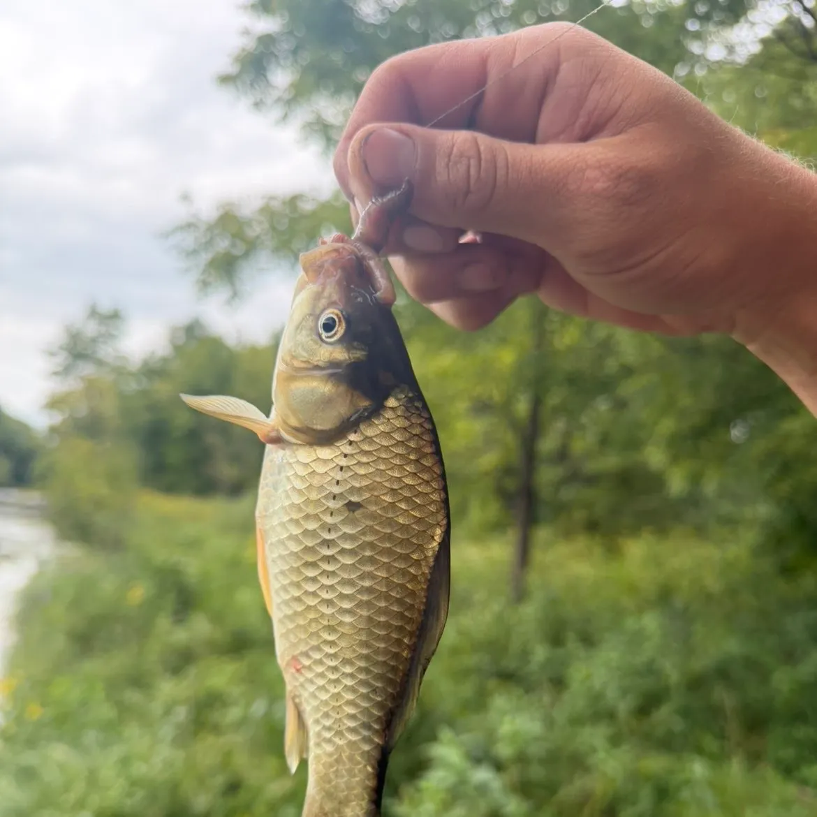Common carp caught on Fishbrain