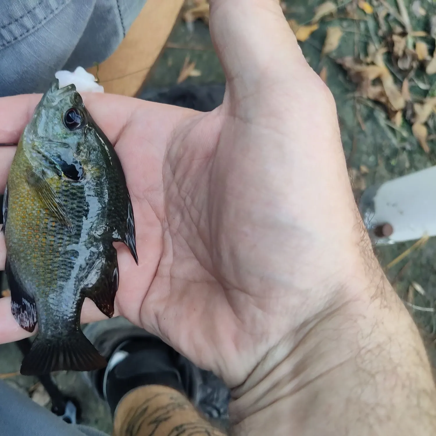 The most recent Redspotted sunfish catches on Fishbrain
