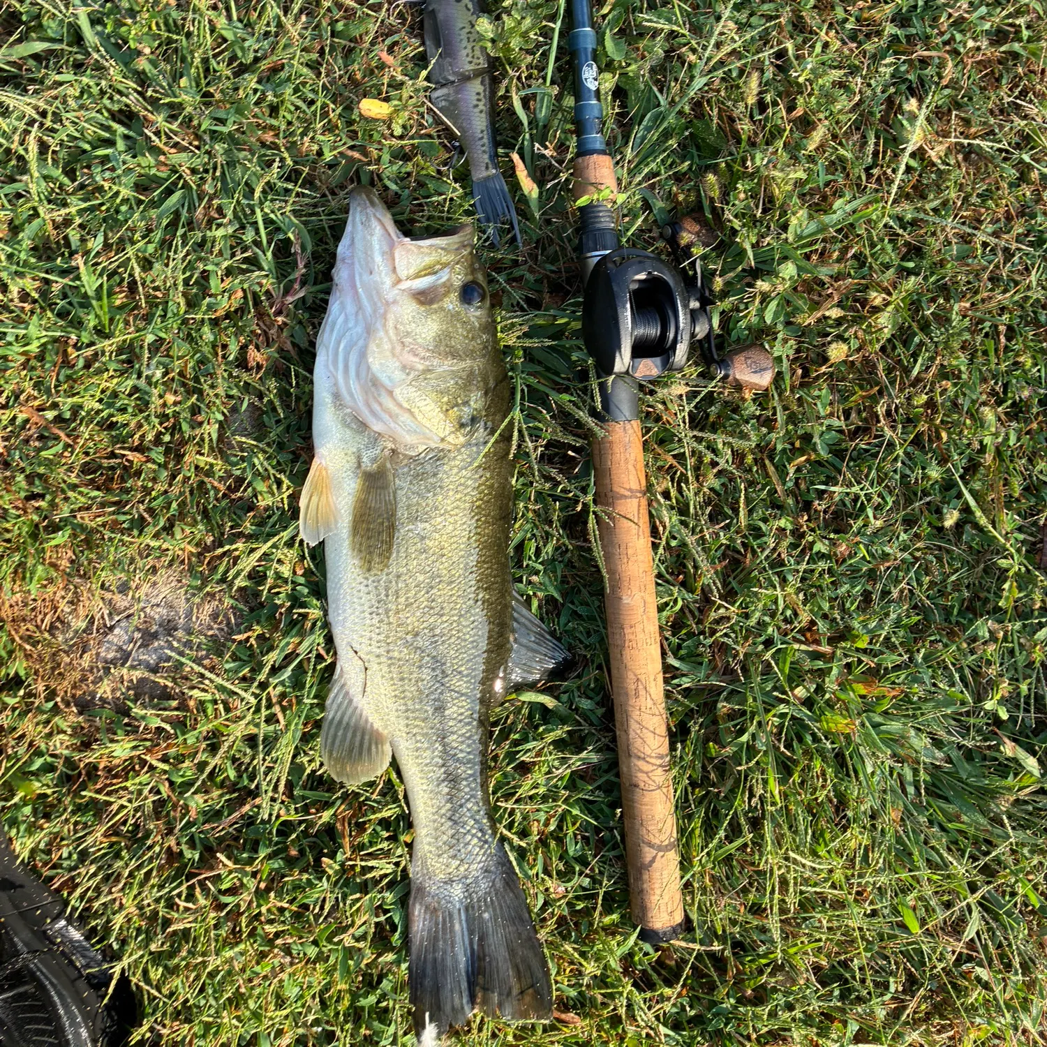 Largemouth bass caught on Fishbrain