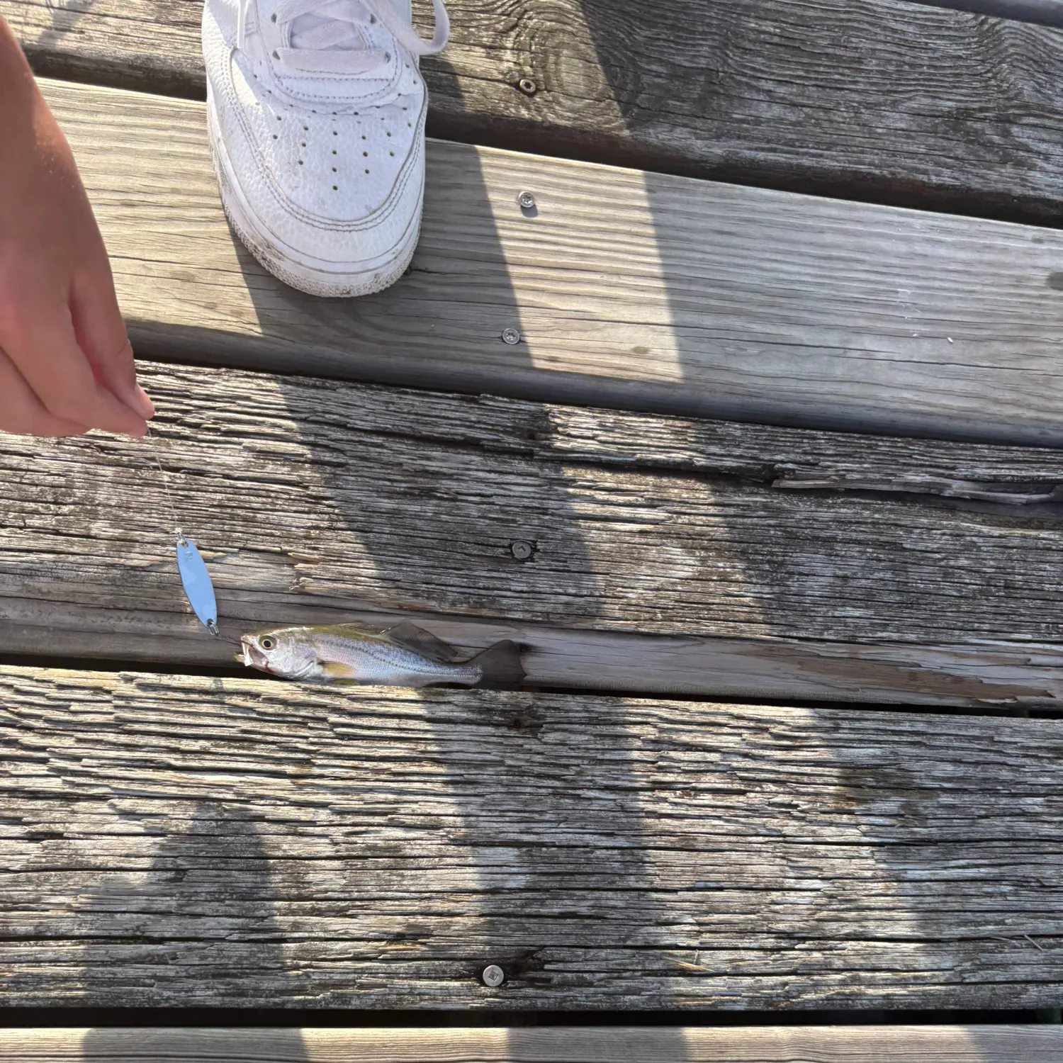 Bluefish caught on Fishbrain