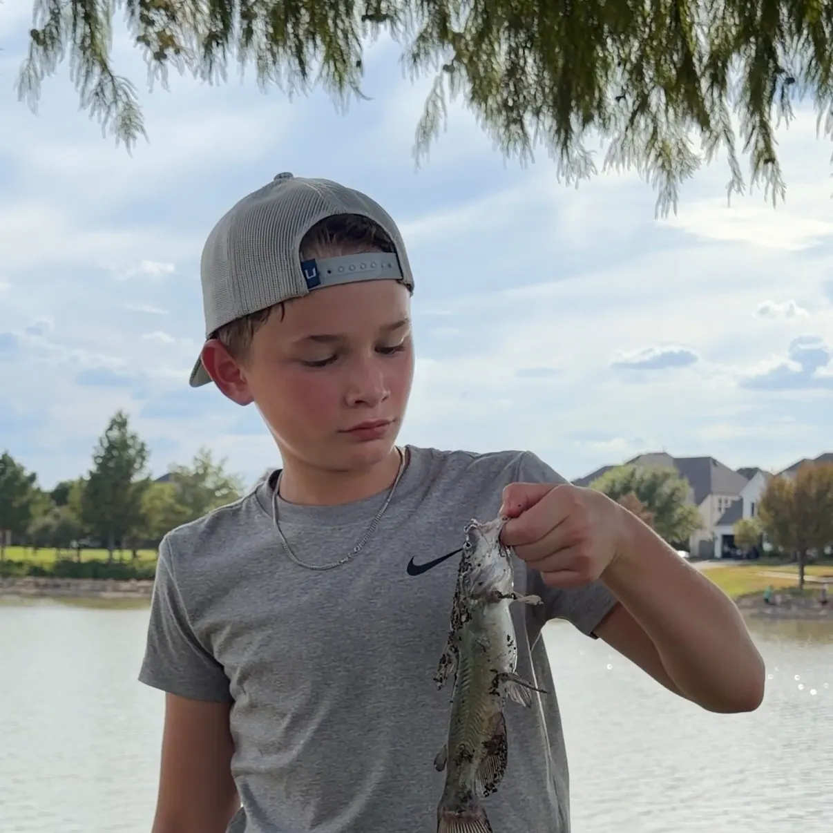 Channel catfish caught on Fishbrain